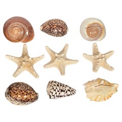 9 S Sea Shells Place Card Holders Coastsl Wedding Decor