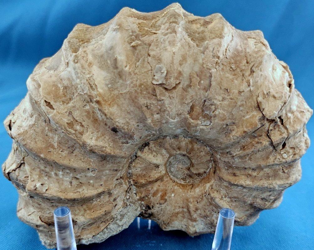 Fossile di ammonite Conlinoceras Tarrantense, vecchio di oltre 90 milioni di anni in vendita 2