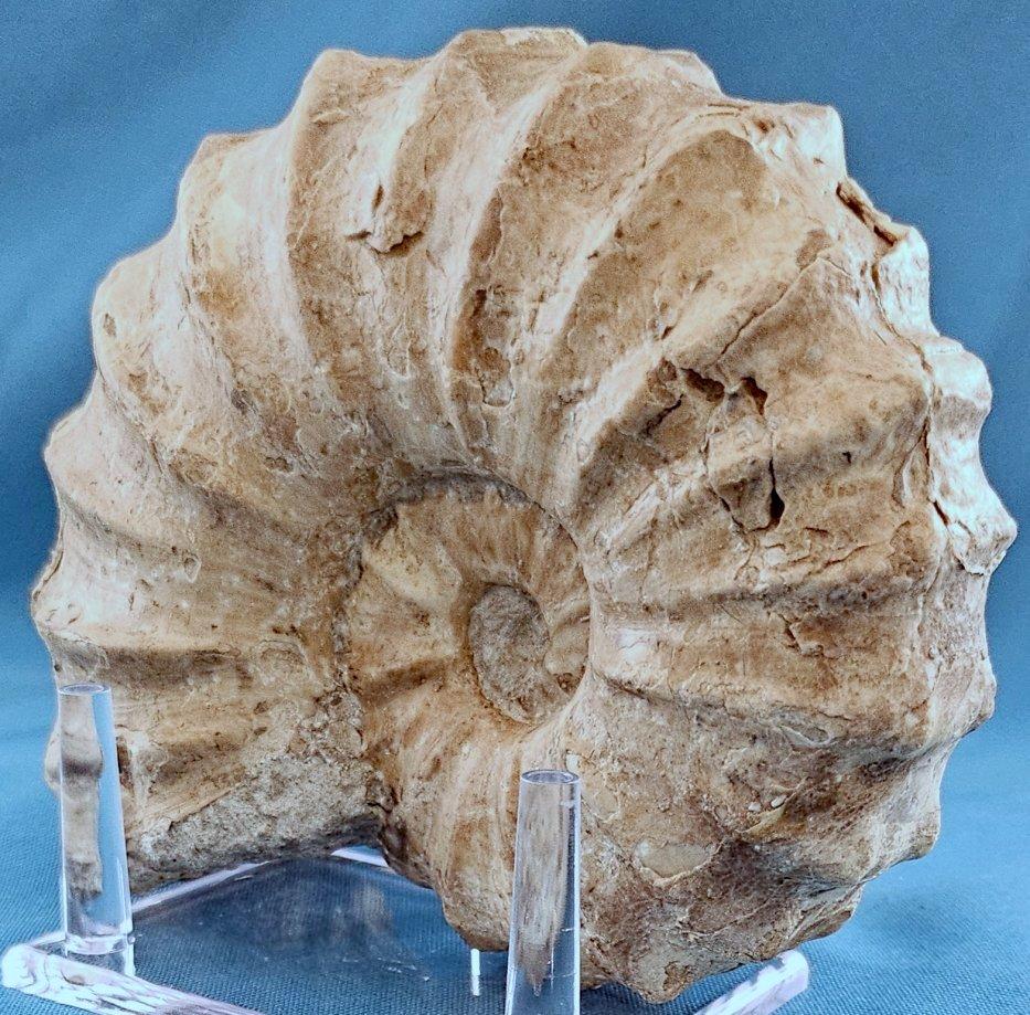 Fossile di ammonite Conlinoceras Tarrantense, vecchio di oltre 90 milioni di anni in vendita 3