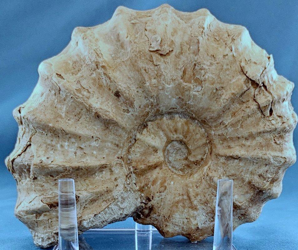 Fossile di ammonite Conlinoceras Tarrantense, vecchio di oltre 90 milioni di anni in vendita 4