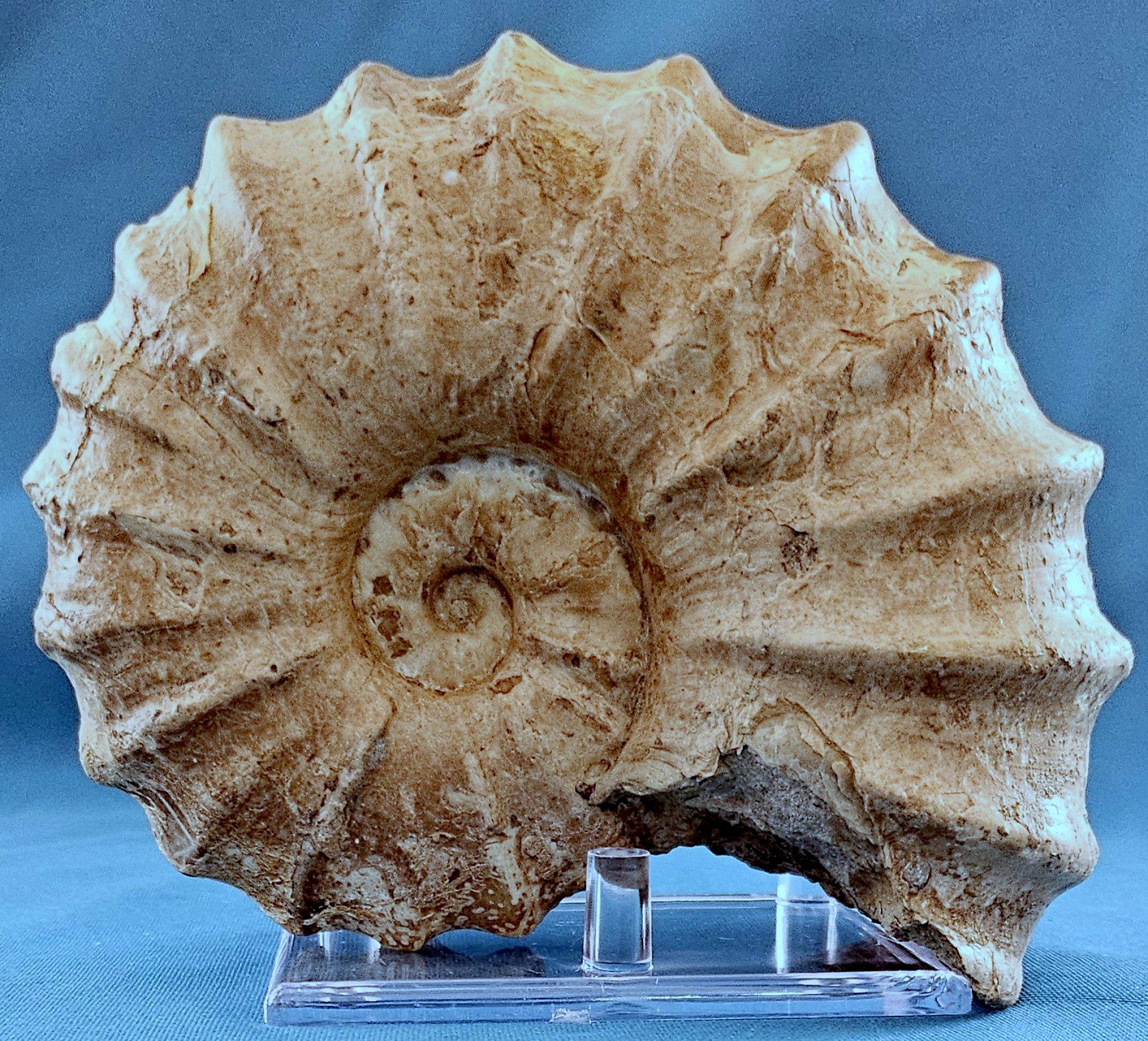 Fossile di ammonite Conlinoceras Tarrantense, vecchio di oltre 90 milioni di anni in vendita 5