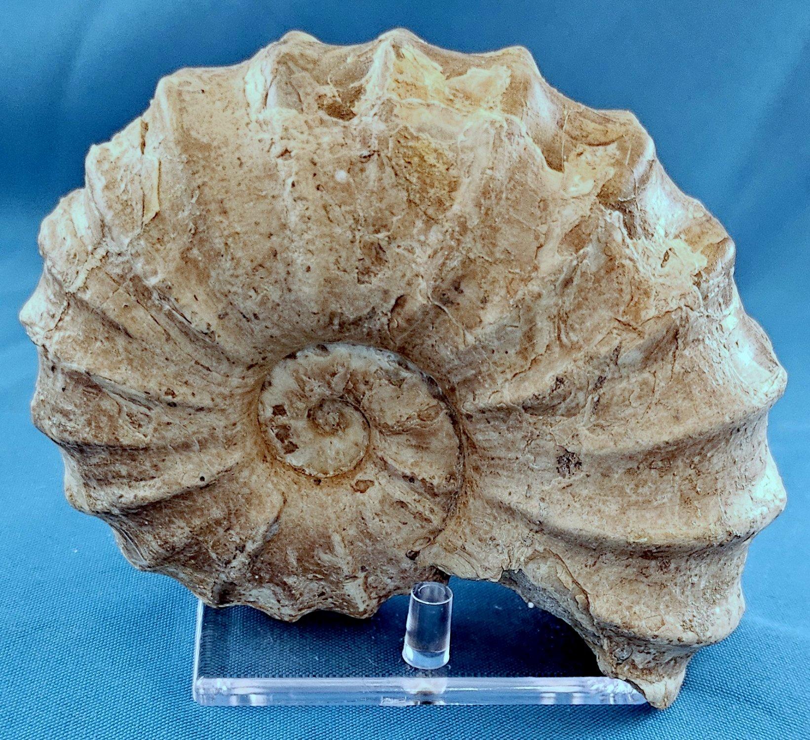 Fossile di ammonite Conlinoceras Tarrantense, vecchio di oltre 90 milioni di anni in vendita 6