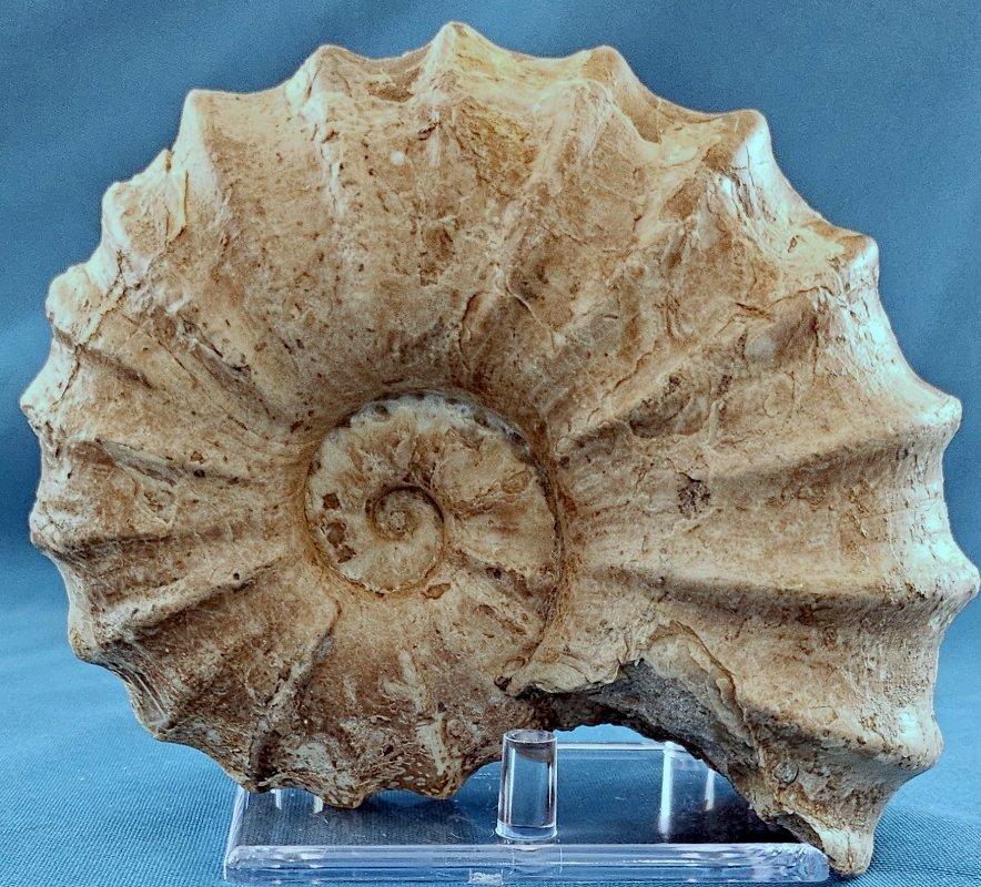 Fossile di ammonite Conlinoceras Tarrantense, vecchio di oltre 90 milioni di anni in vendita 7