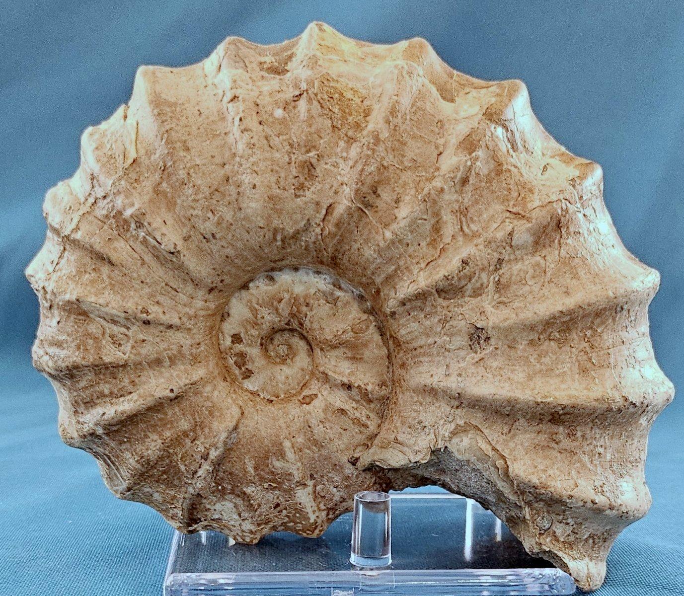 Fossile di ammonite Conlinoceras Tarrantense, vecchio di oltre 90 milioni di anni in vendita 8