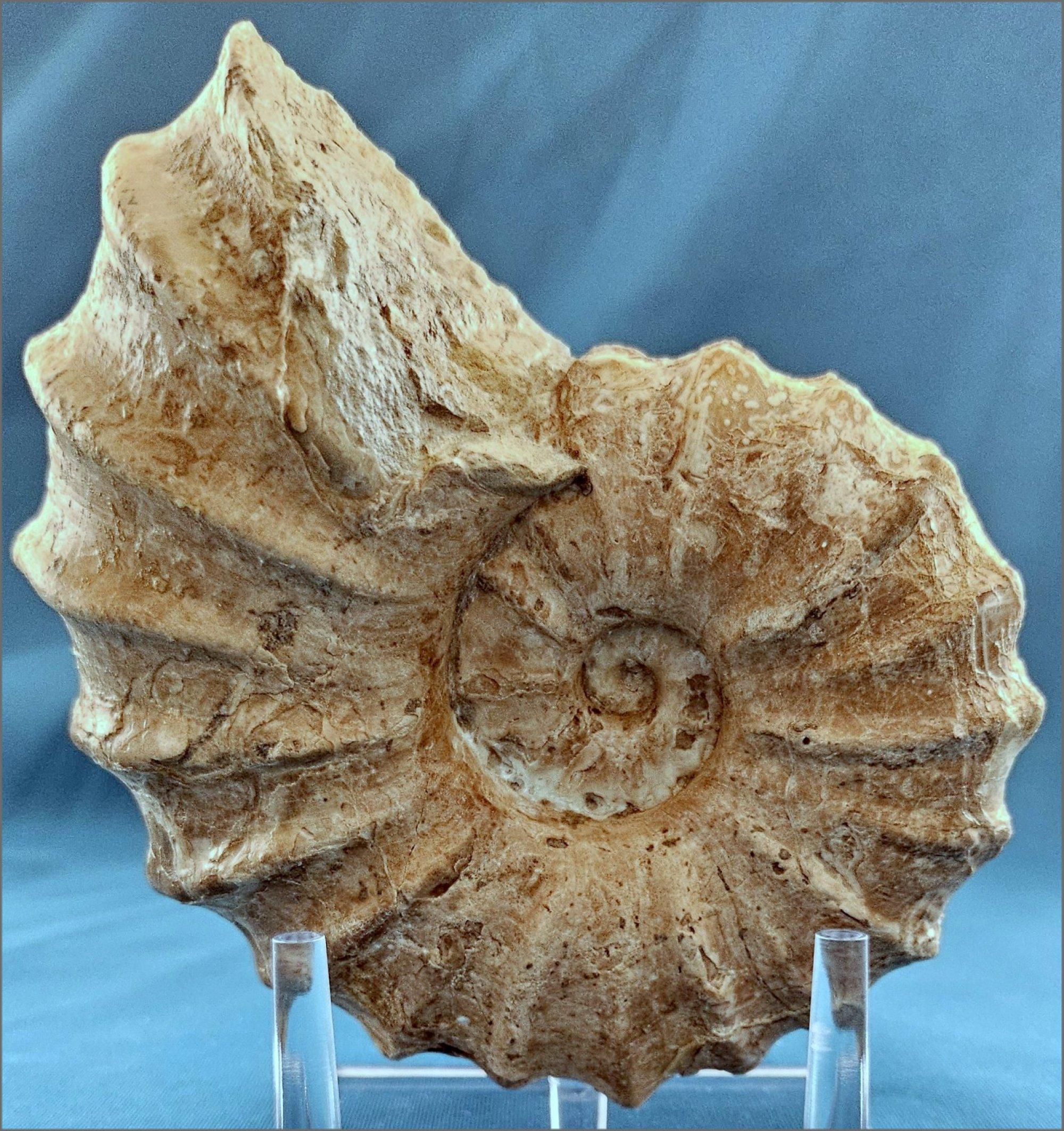 Fossile di ammonite Conlinoceras Tarrantense, vecchio di oltre 90 milioni di anni in vendita 9