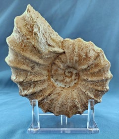 Fossile d'ammonite Conlinoceras Tarrantense de plus de 90 millions d'années