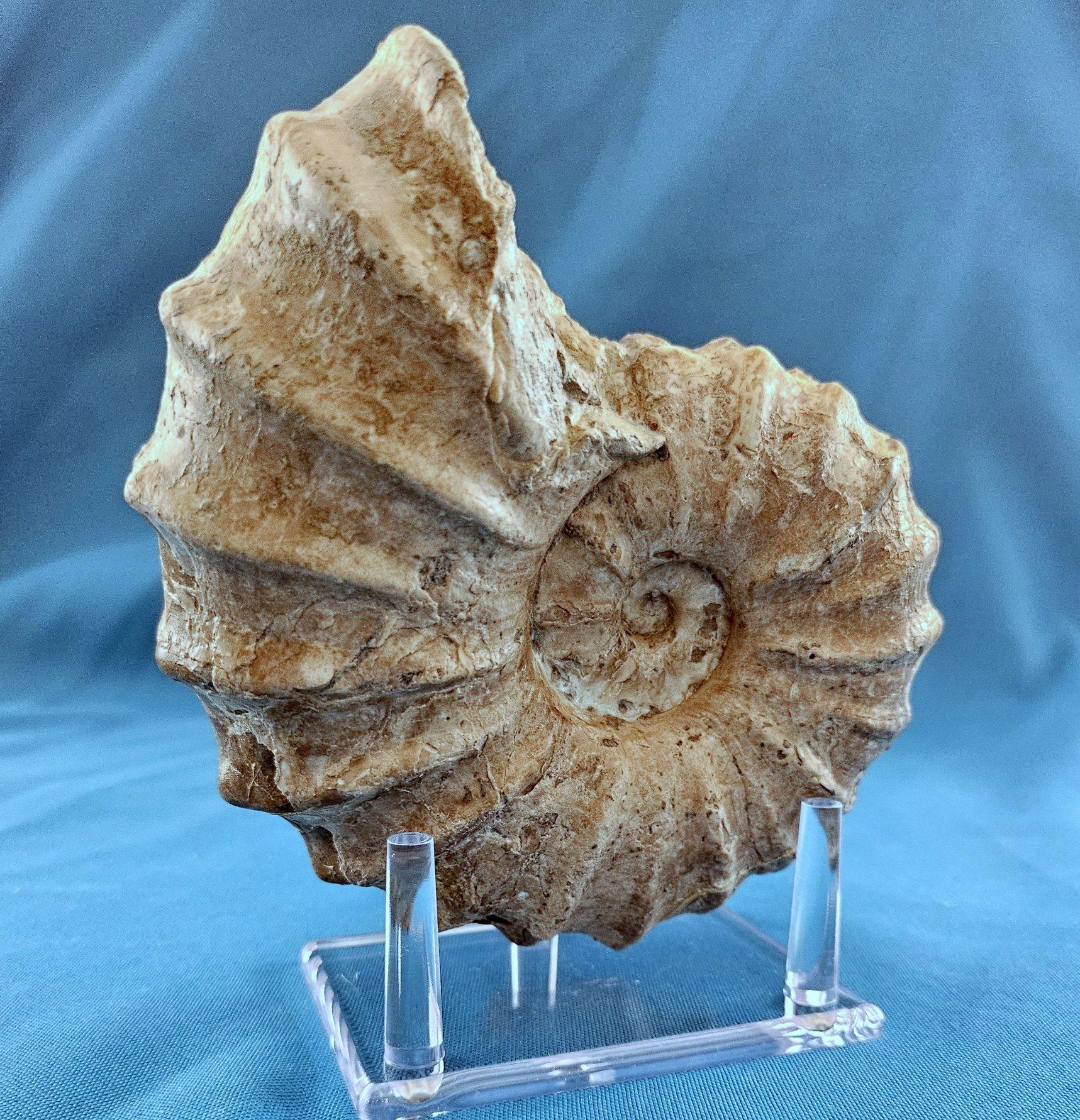 Preistorico Fossile di ammonite Conlinoceras Tarrantense, vecchio di oltre 90 milioni di anni in vendita