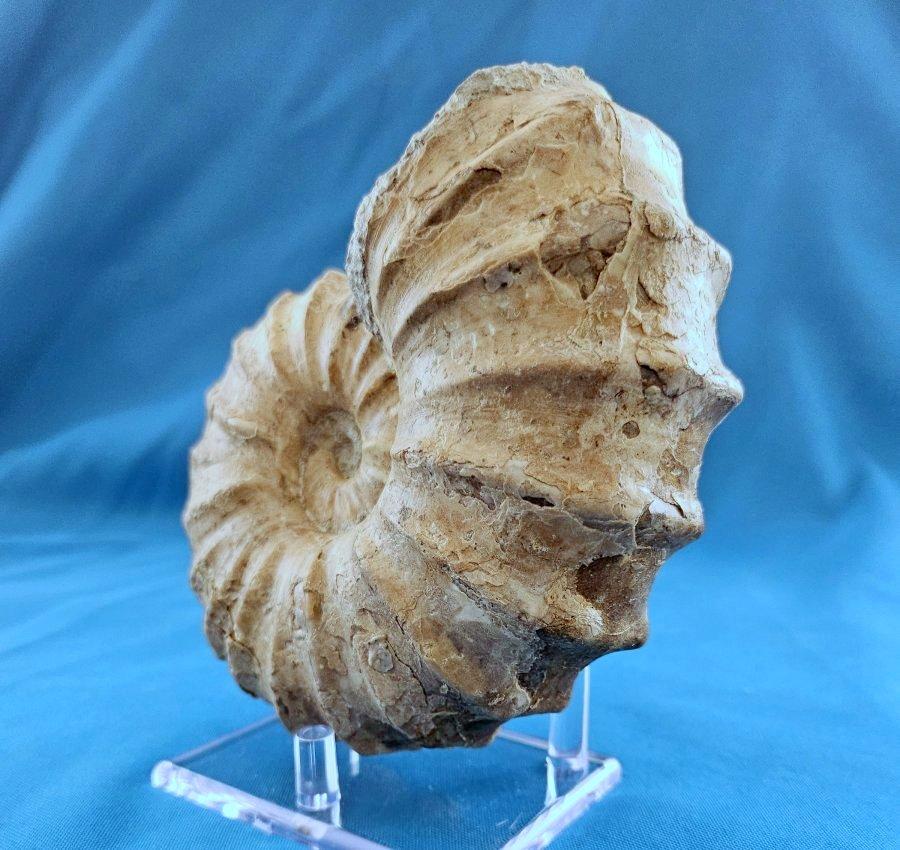 Americano Fossile di ammonite Conlinoceras Tarrantense, vecchio di oltre 90 milioni di anni in vendita