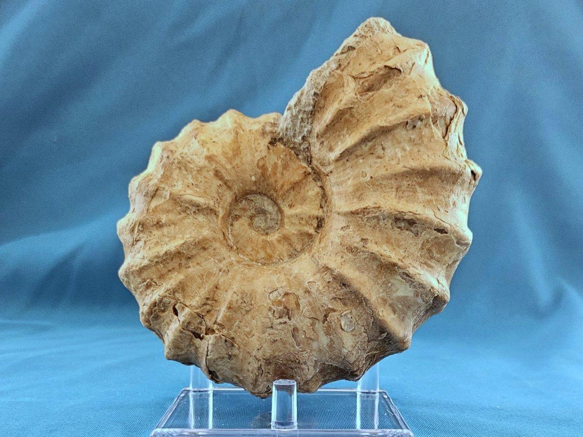 Altro Fossile di ammonite Conlinoceras Tarrantense, vecchio di oltre 90 milioni di anni in vendita