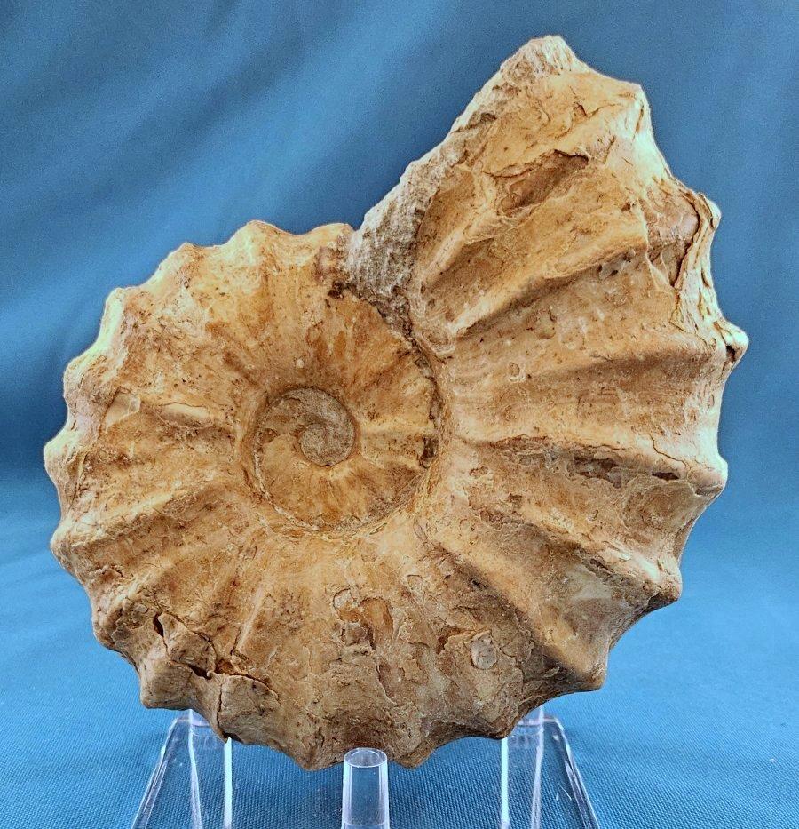 Fossile di ammonite Conlinoceras Tarrantense, vecchio di oltre 90 milioni di anni In condizioni buone in vendita a Warrenton, OR