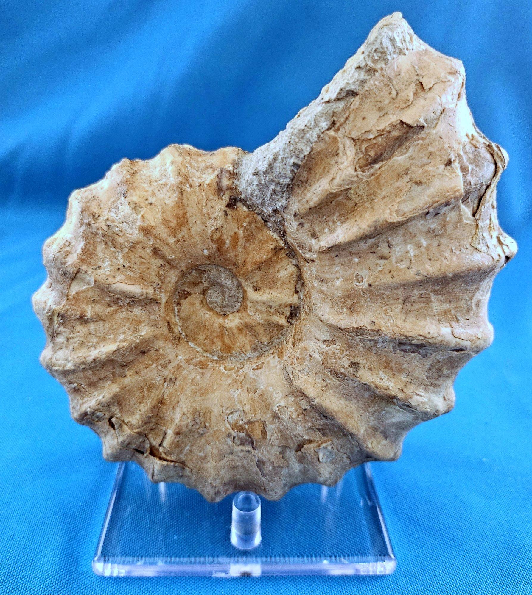 Fino al XVIII secolo Fossile di ammonite Conlinoceras Tarrantense, vecchio di oltre 90 milioni di anni in vendita