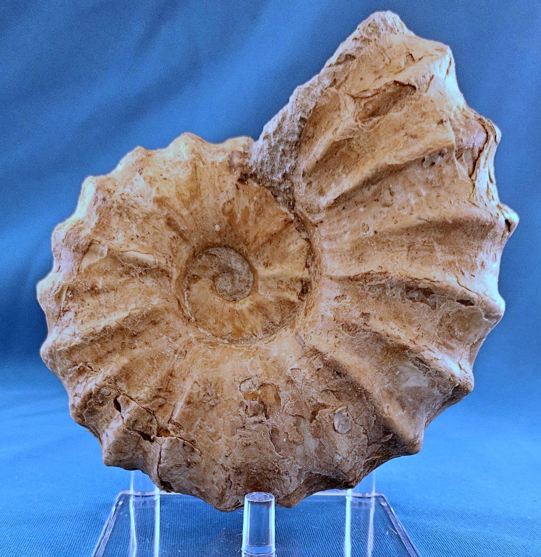 Conchiglia Fossile di ammonite Conlinoceras Tarrantense, vecchio di oltre 90 milioni di anni in vendita