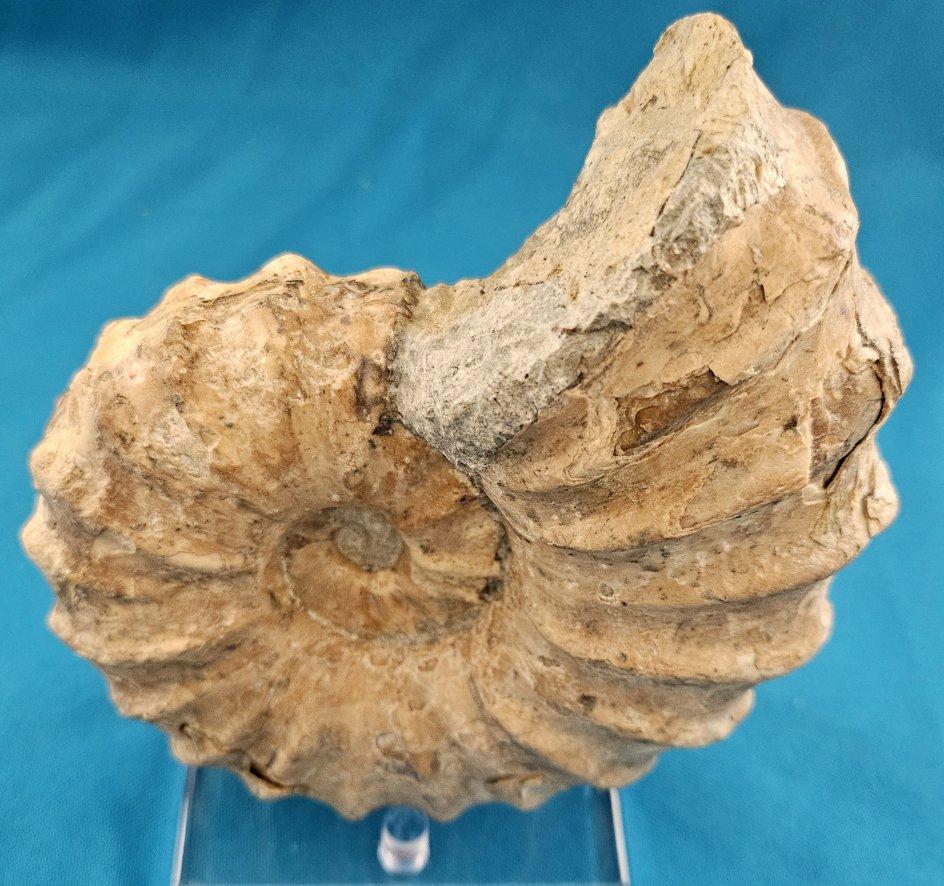 Fossile di ammonite Conlinoceras Tarrantense, vecchio di oltre 90 milioni di anni in vendita 1