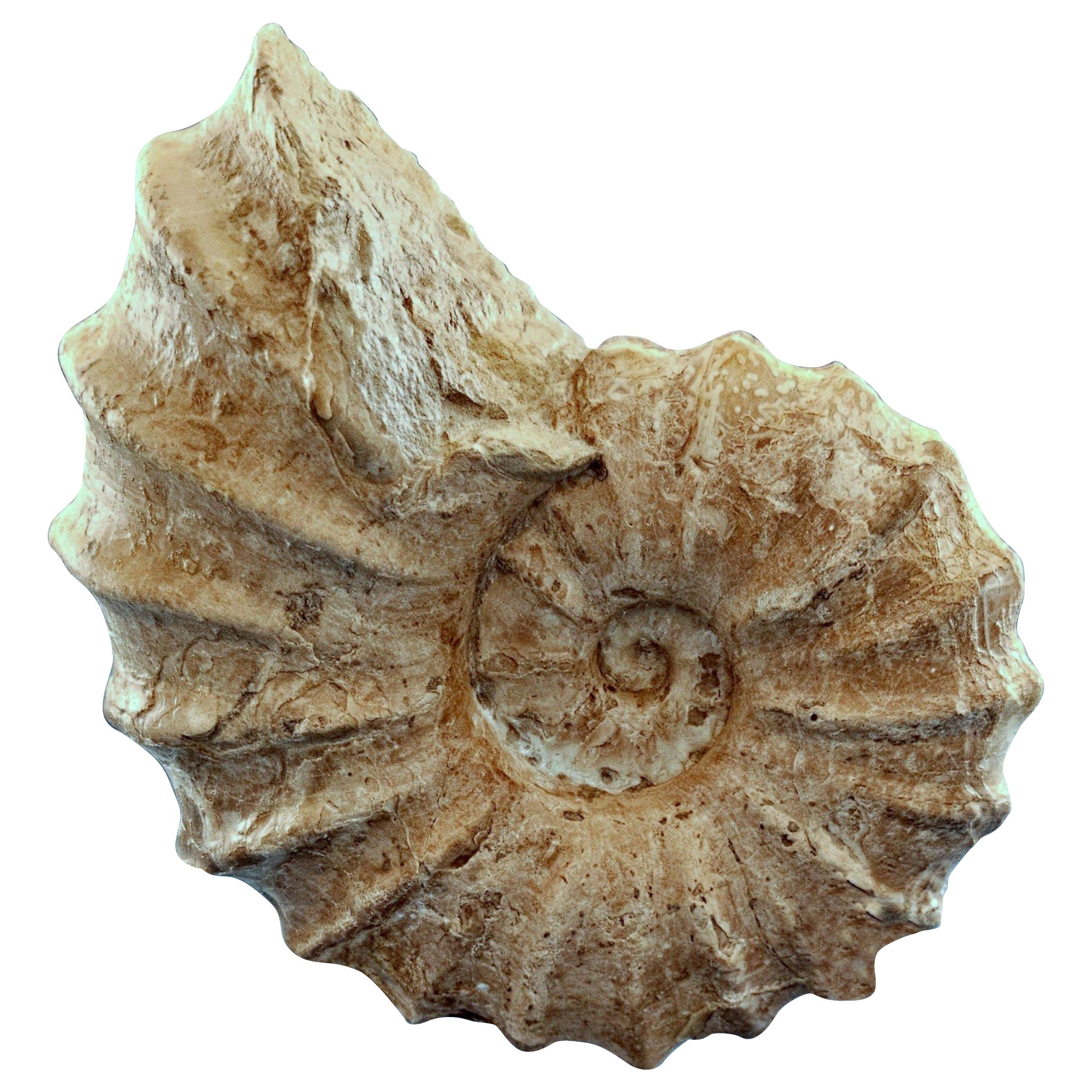 90+ Million Years Old Conlinoceras Tarrantense Ammonite Fossil