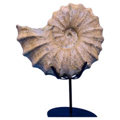 Fossile d
ammonite Conlinoceras Tarrantense de plus de 90 millions d
années Fossile d
ammonite Conlinoceras Tarrantense de plus de 90 millions d
années