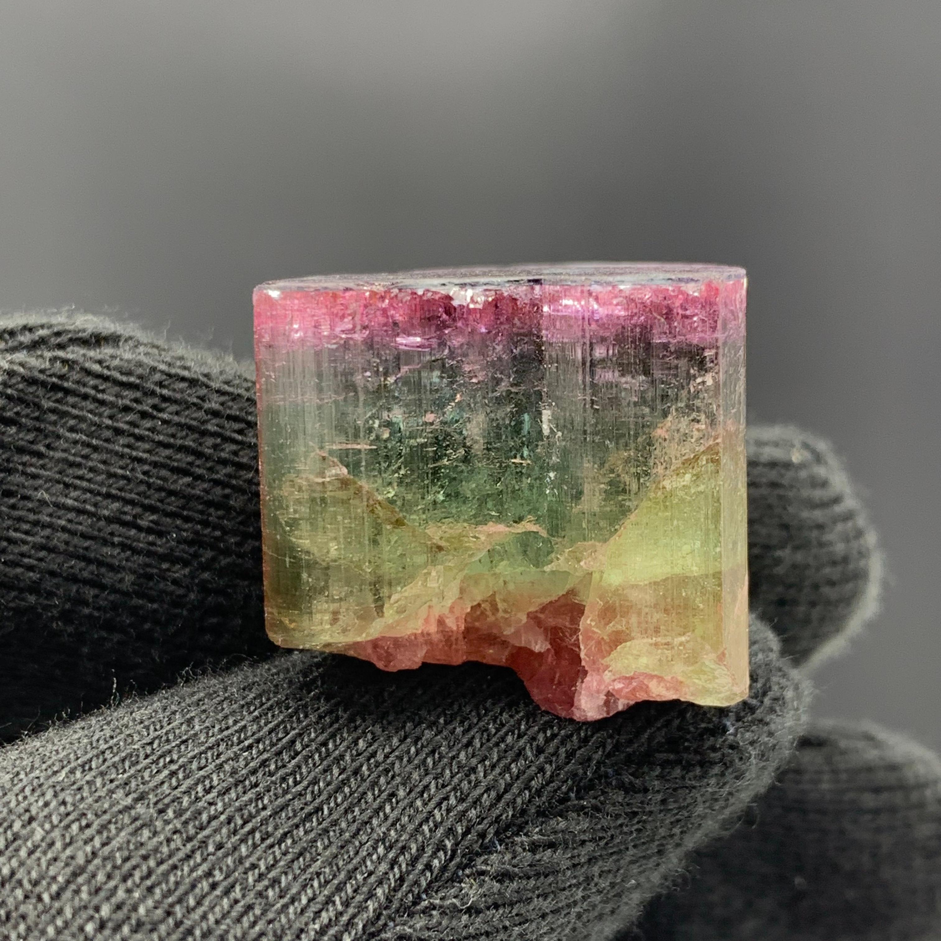 Magnifique cristal de tourmaline tricolore de 90,50 carats d'Afghanistan  en vente 3