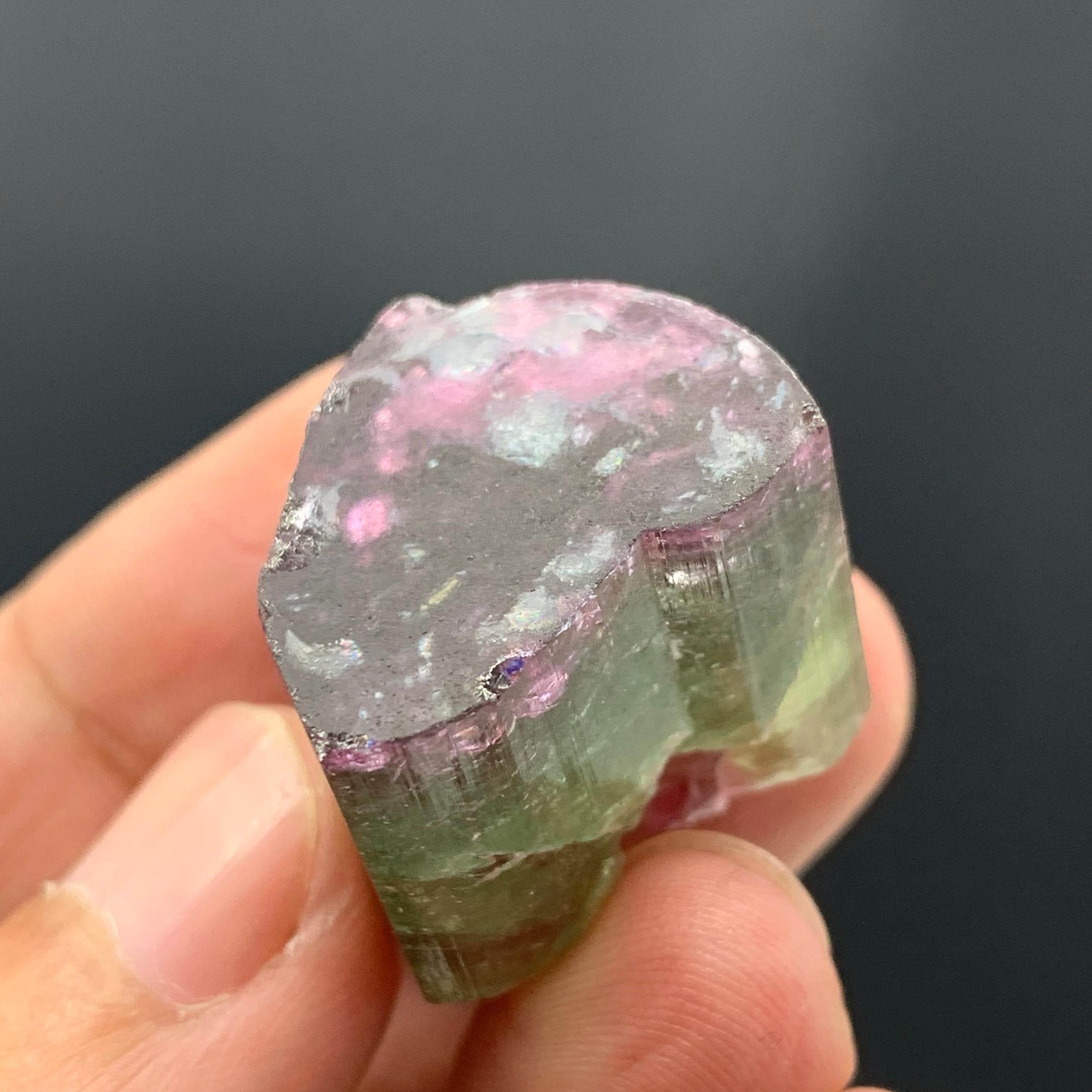 Magnifique cristal de tourmaline tricolore de 90,50 carats d'Afghanistan  en vente 7