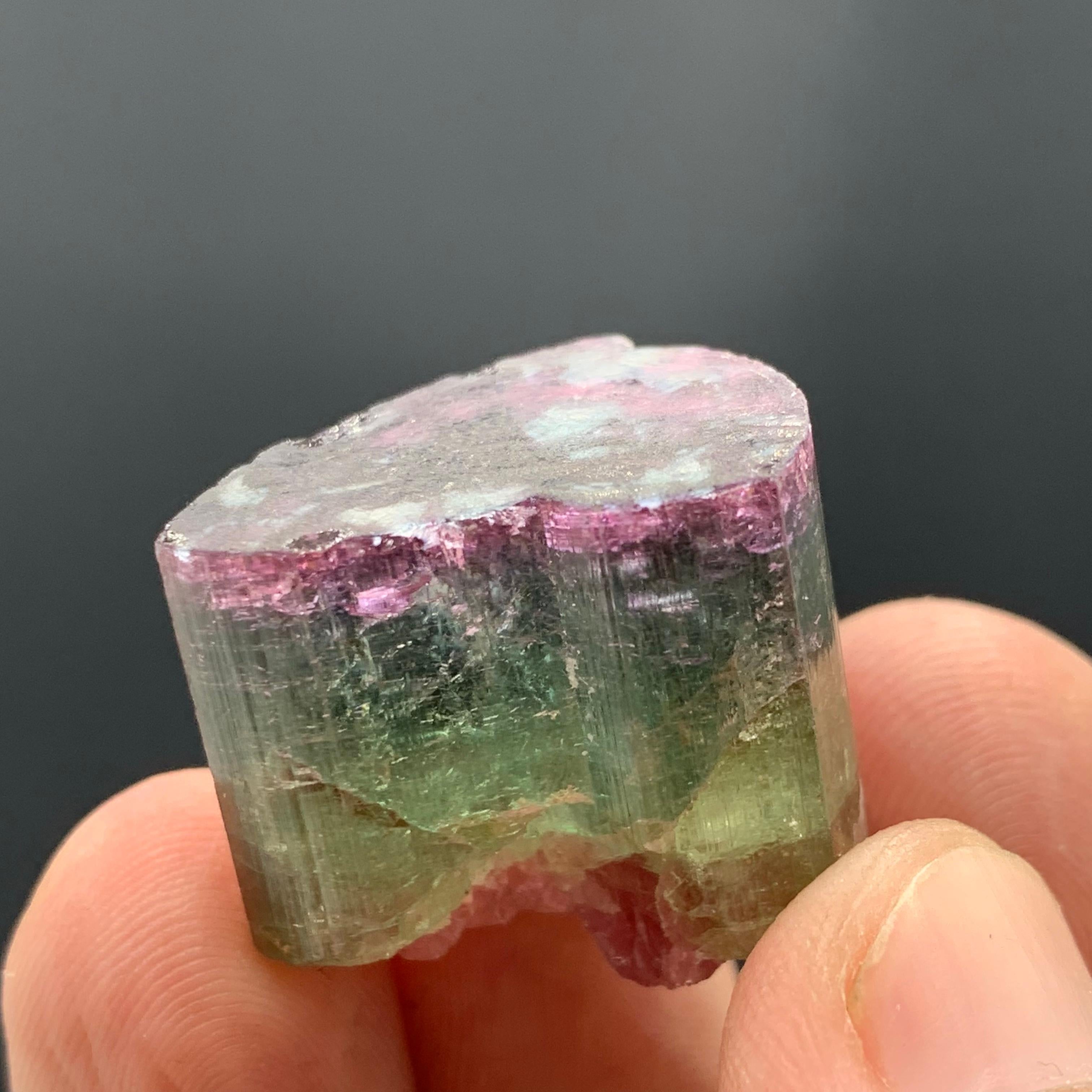 Magnifique cristal de tourmaline tricolore de 90,50 carats d'Afghanistan  en vente 9