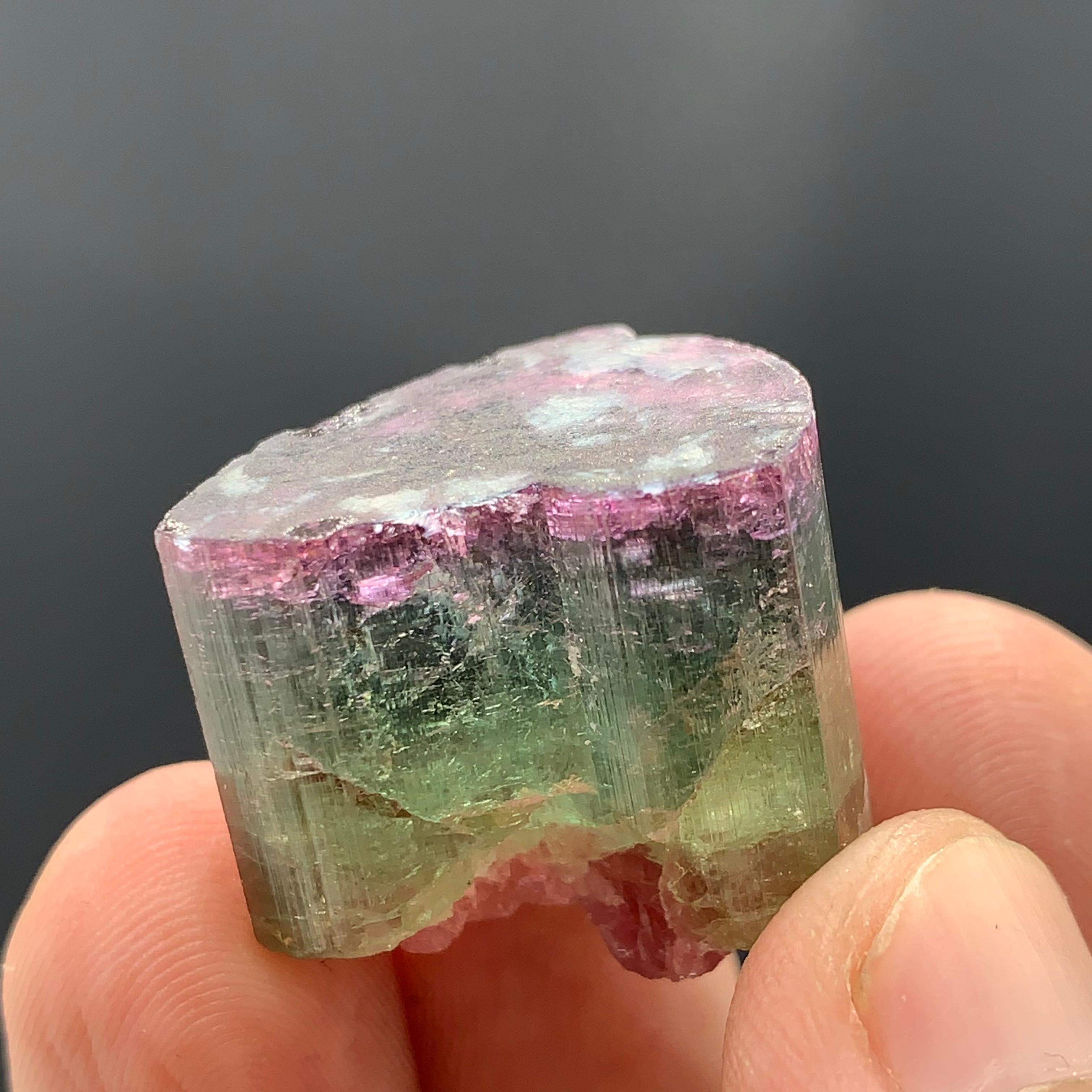 Magnifique cristal de tourmaline tricolore de 90,50 carats d'Afghanistan  en vente 10