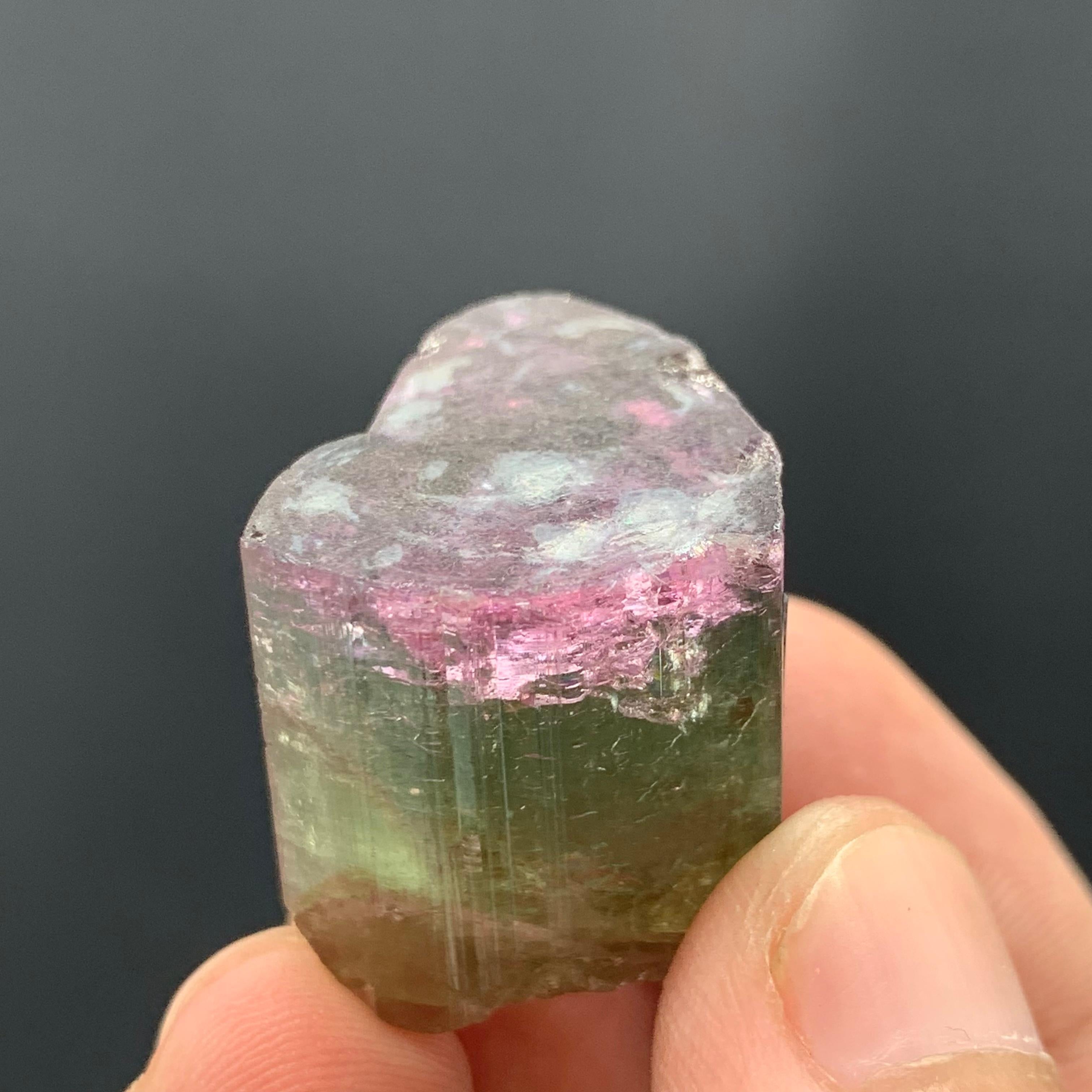 90.50 Carat Beautiful Tri Color Tourmaline Crystal From Afghanistan  For Sale 11