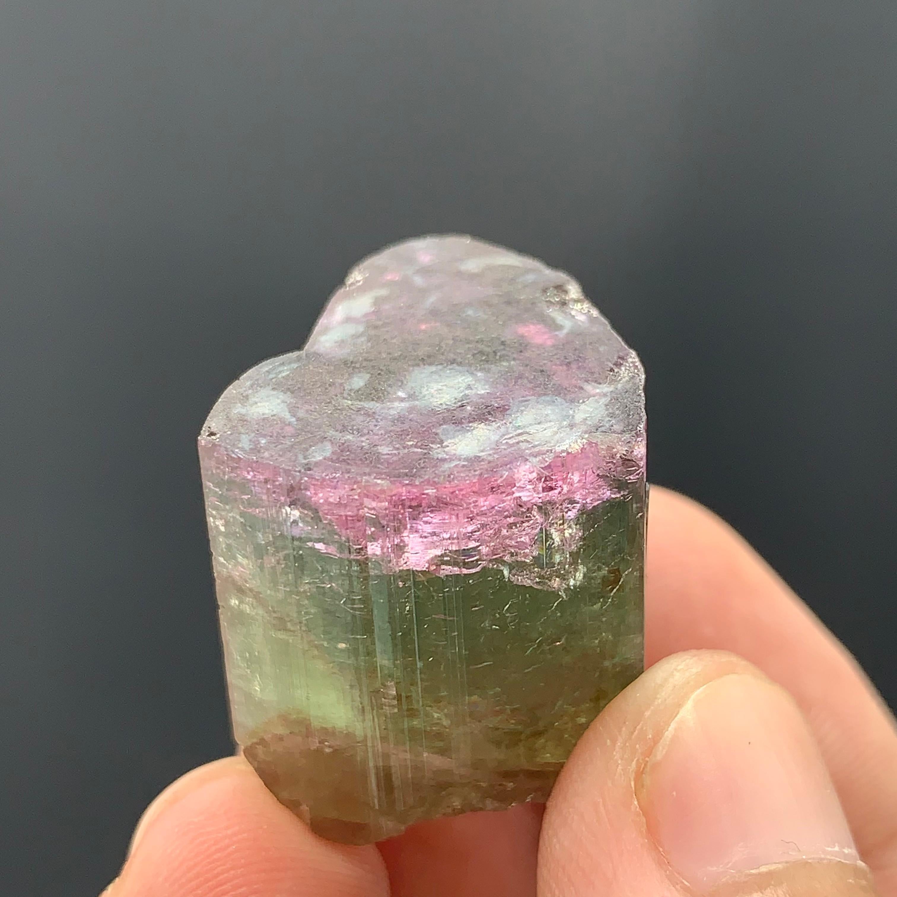 Magnifique cristal de tourmaline tricolore de 90,50 carats d'Afghanistan  en vente 12