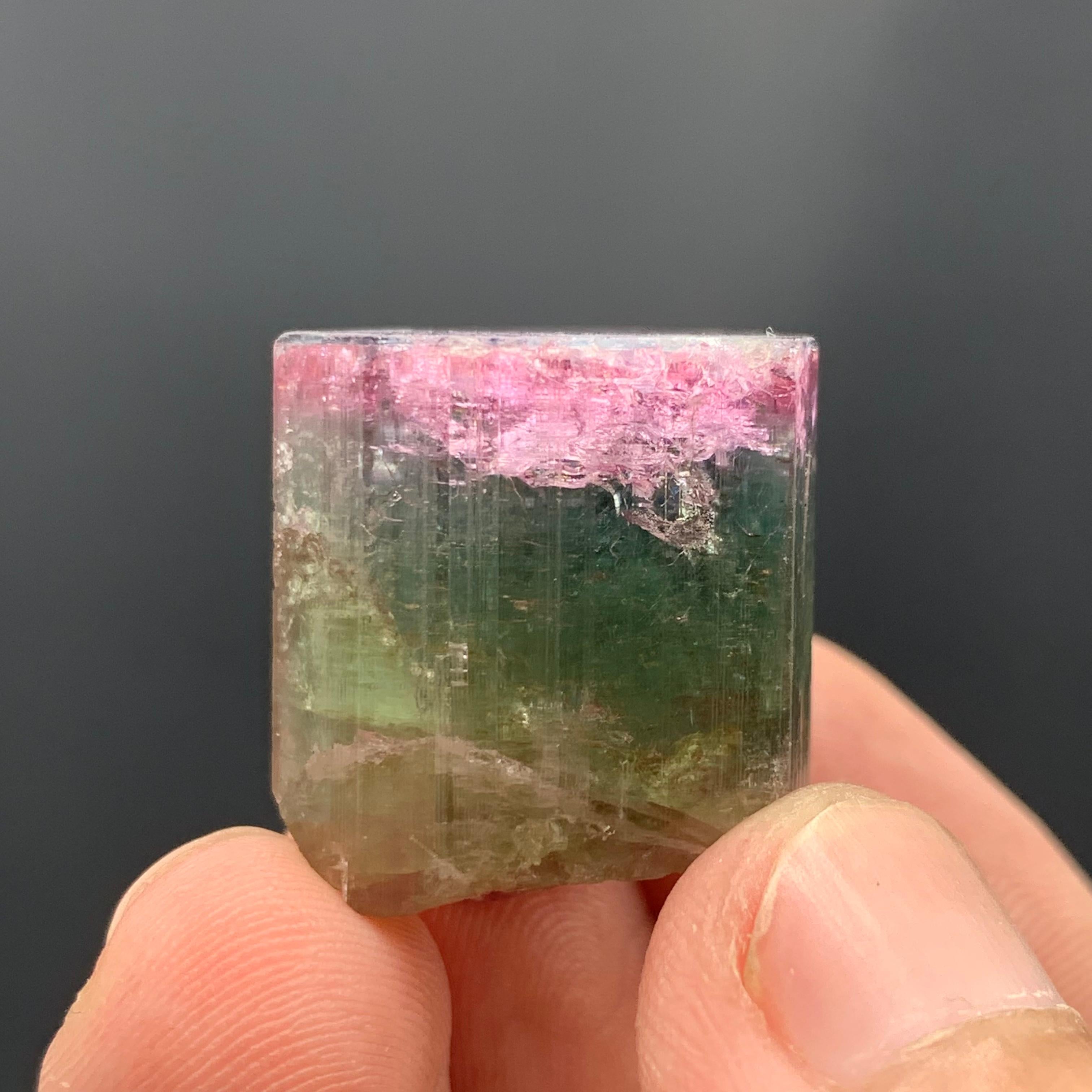Magnifique cristal de tourmaline tricolore de 90,50 carats d'Afghanistan  en vente 13