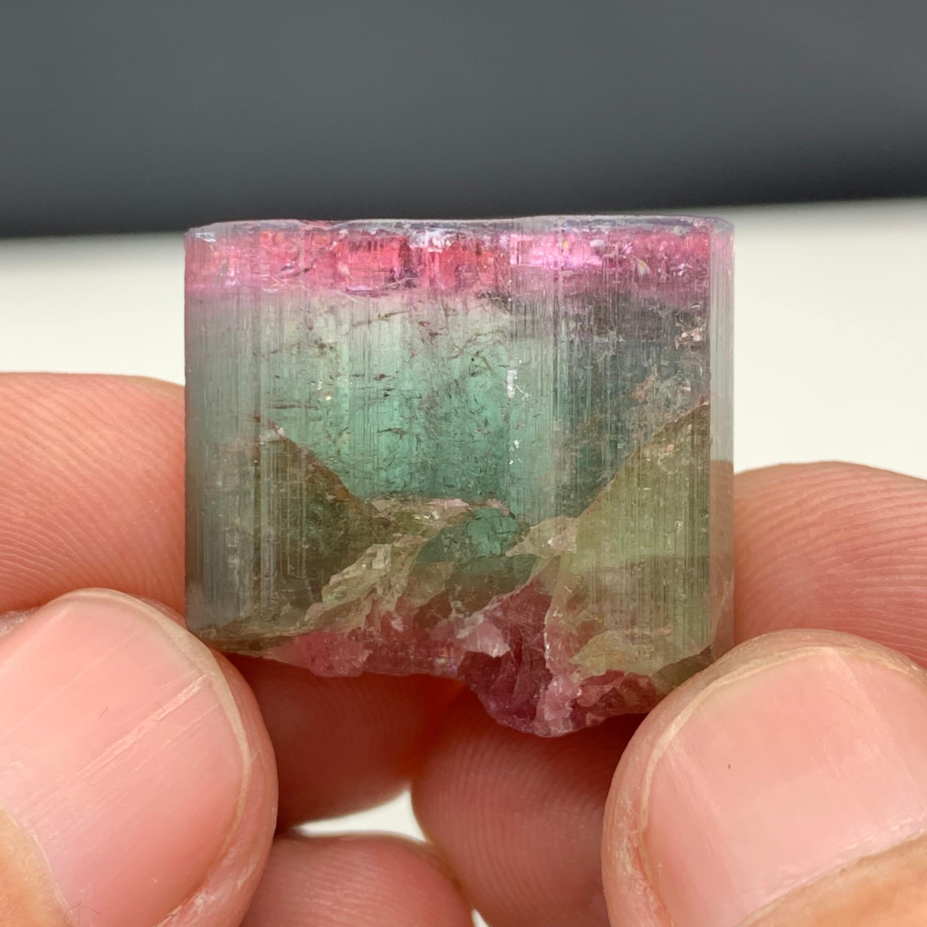 Adam Style 90.50 Carat Beautiful Tri Color Tourmaline Crystal From Afghanistan  For Sale