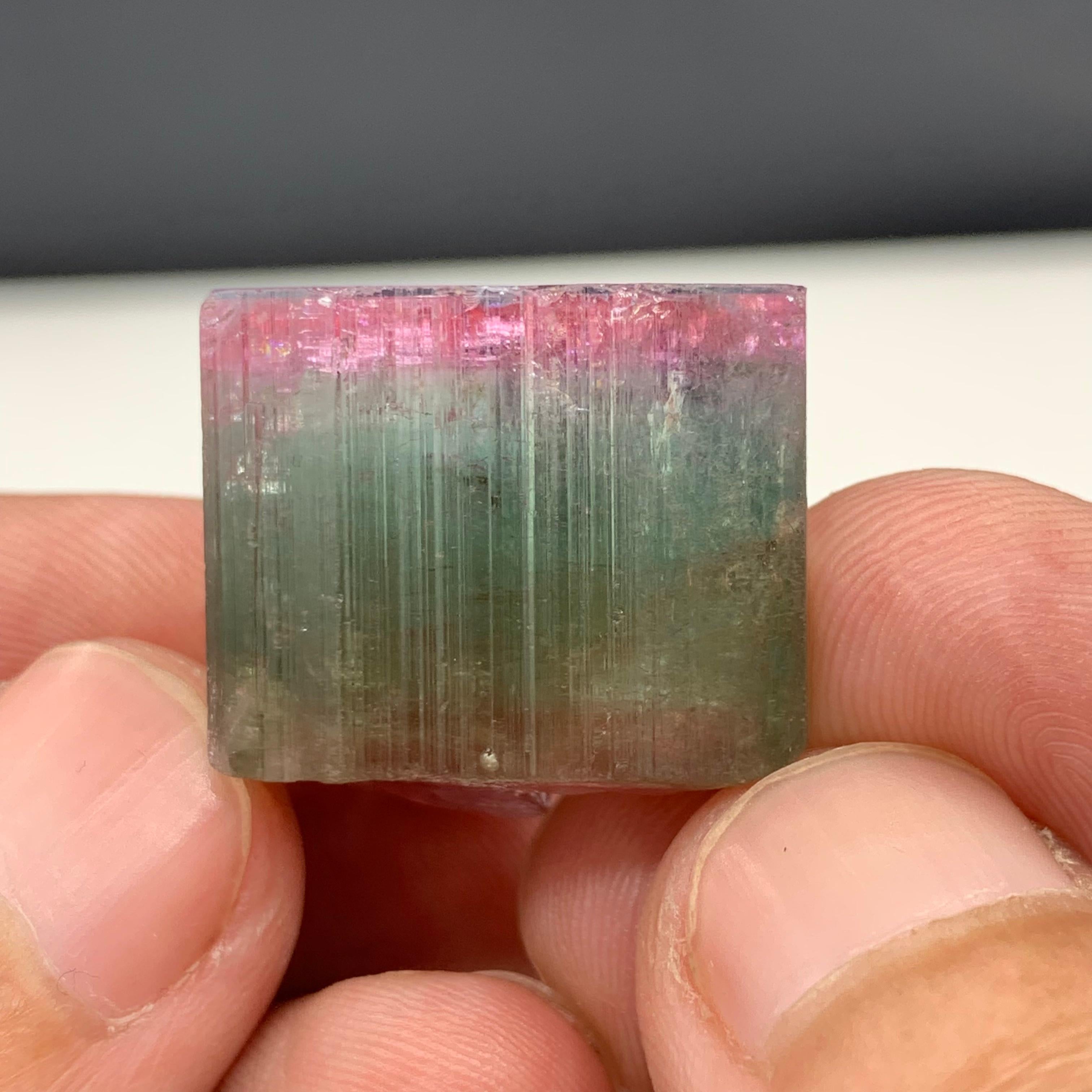 Autre Magnifique cristal de tourmaline tricolore de 90,50 carats d'Afghanistan  en vente