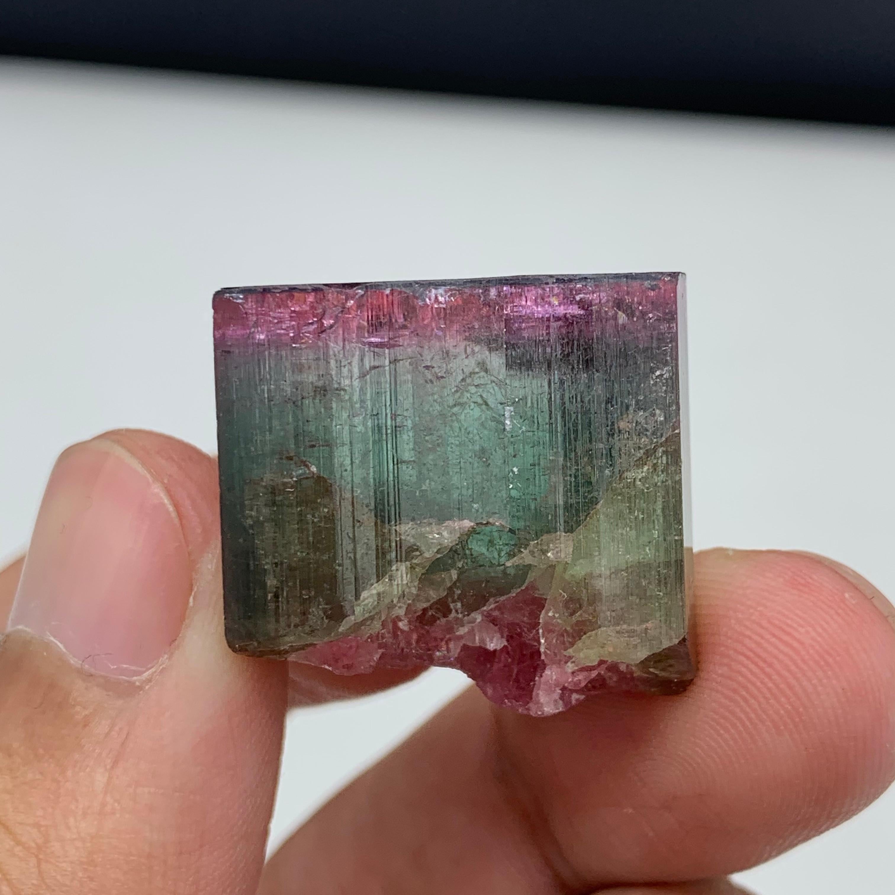 90.50 Carat Beautiful Tri Color Tourmaline Crystal From Afghanistan  In Good Condition For Sale In Peshawar, PK