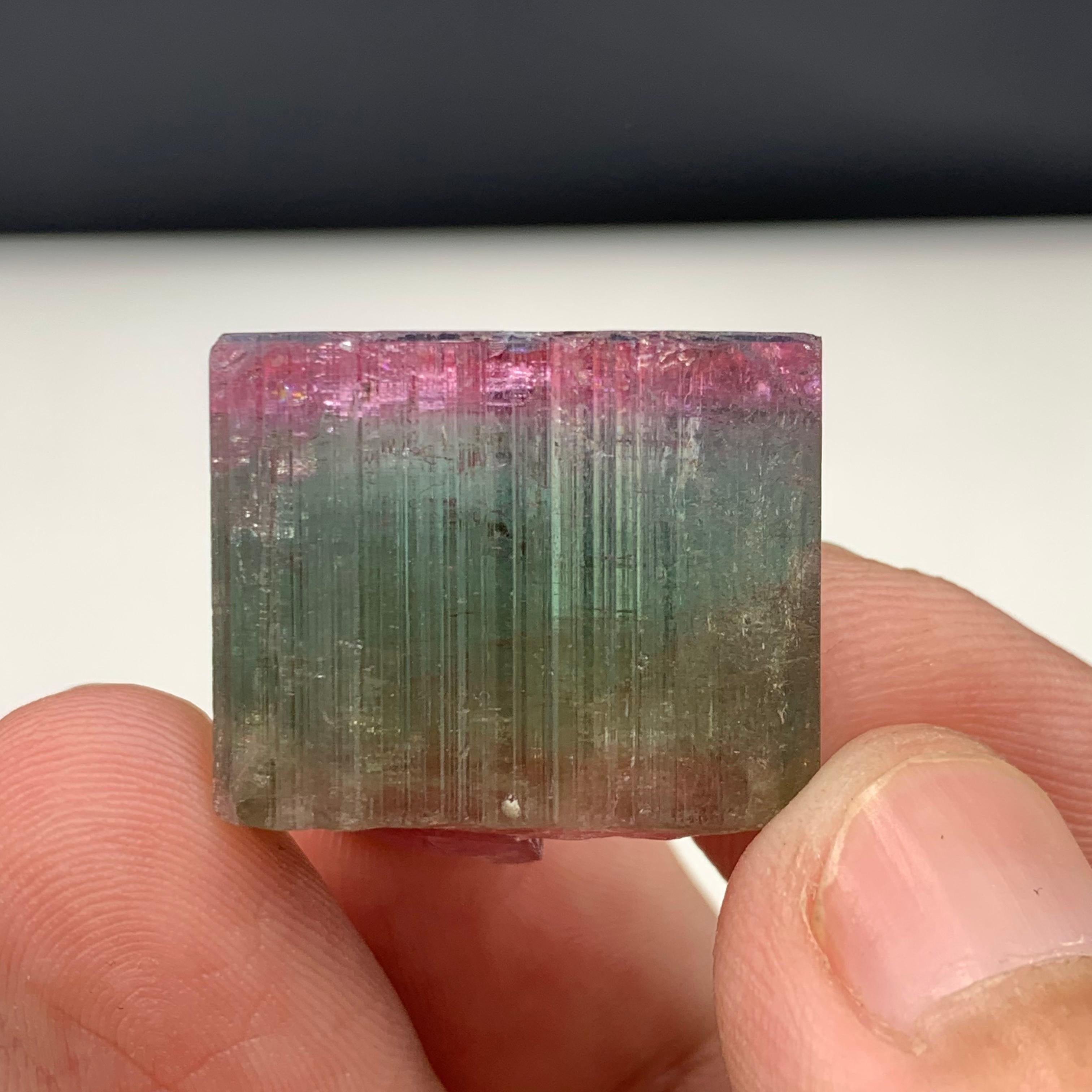 18th Century and Earlier 90.50 Carat Beautiful Tri Color Tourmaline Crystal From Afghanistan  For Sale