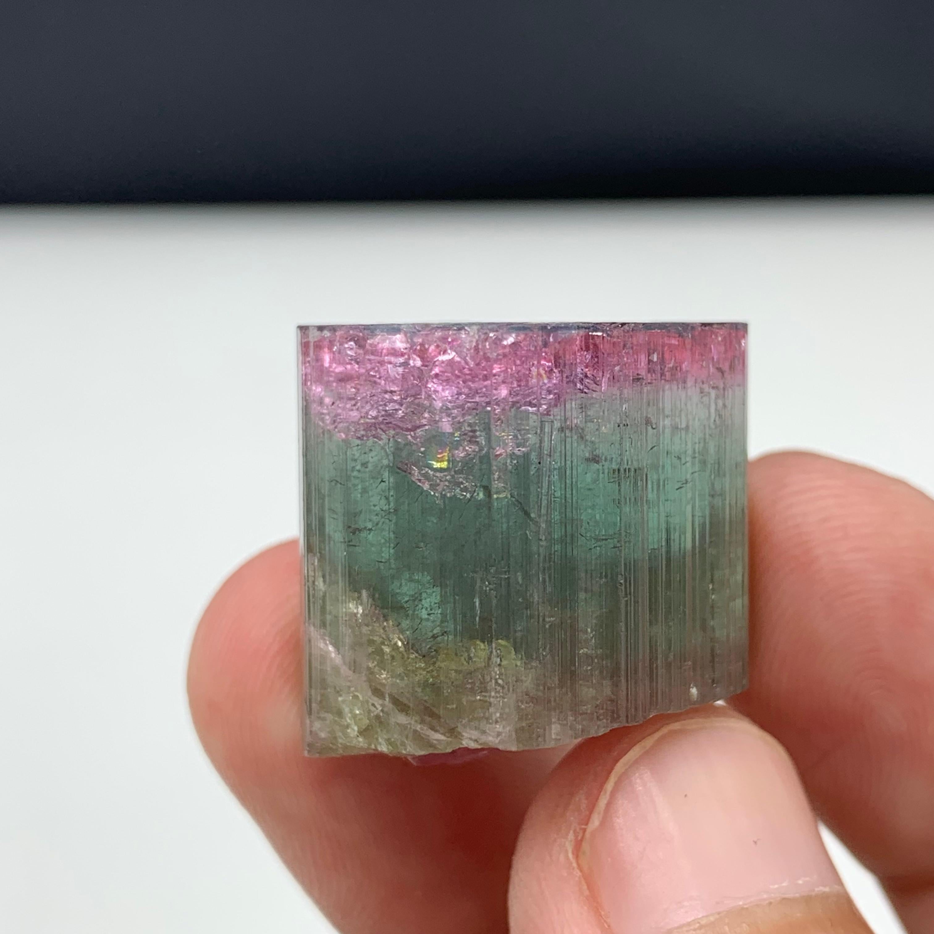 Cristal de roche Magnifique cristal de tourmaline tricolore de 90,50 carats d'Afghanistan  en vente