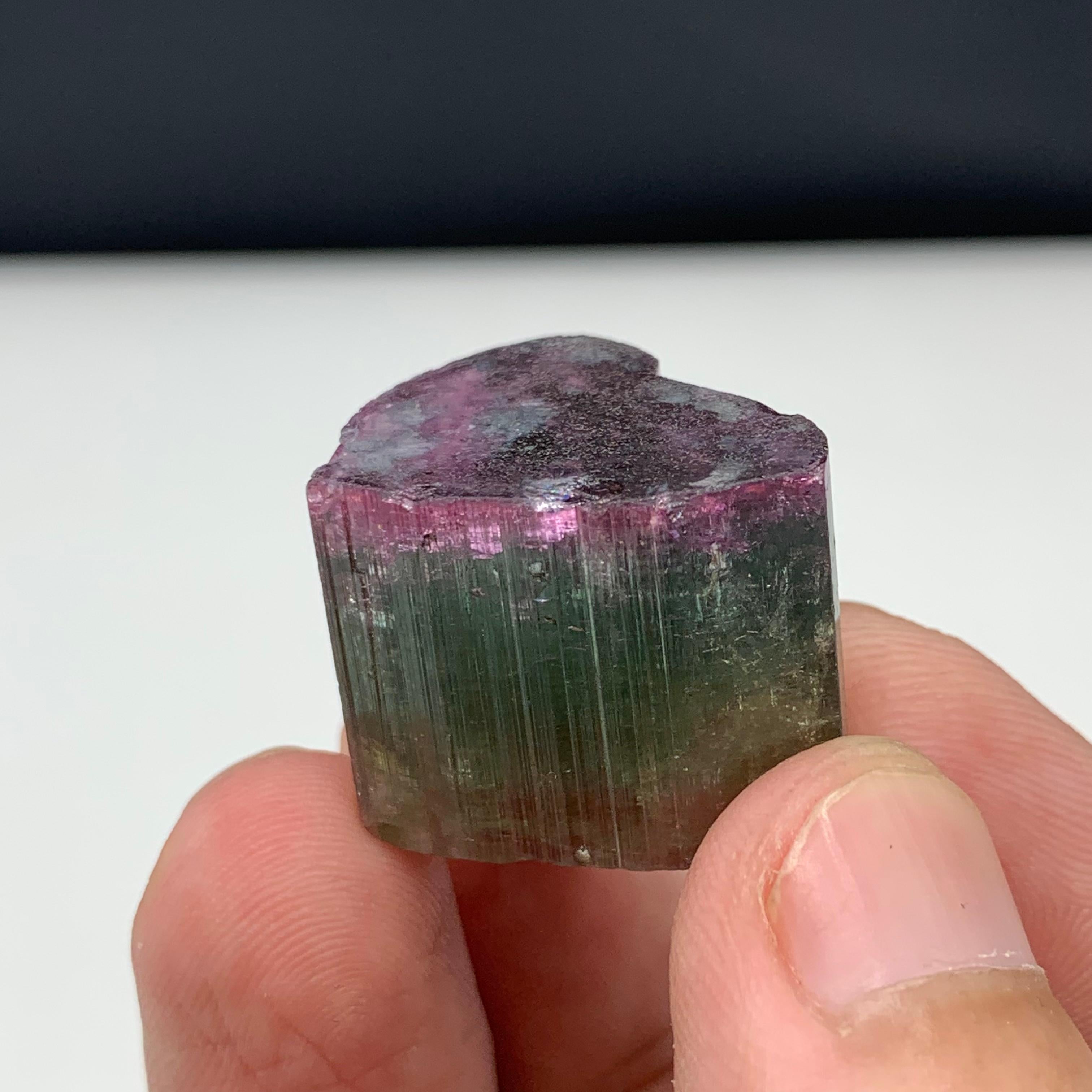 Magnifique cristal de tourmaline tricolore de 90,50 carats d'Afghanistan  en vente 1