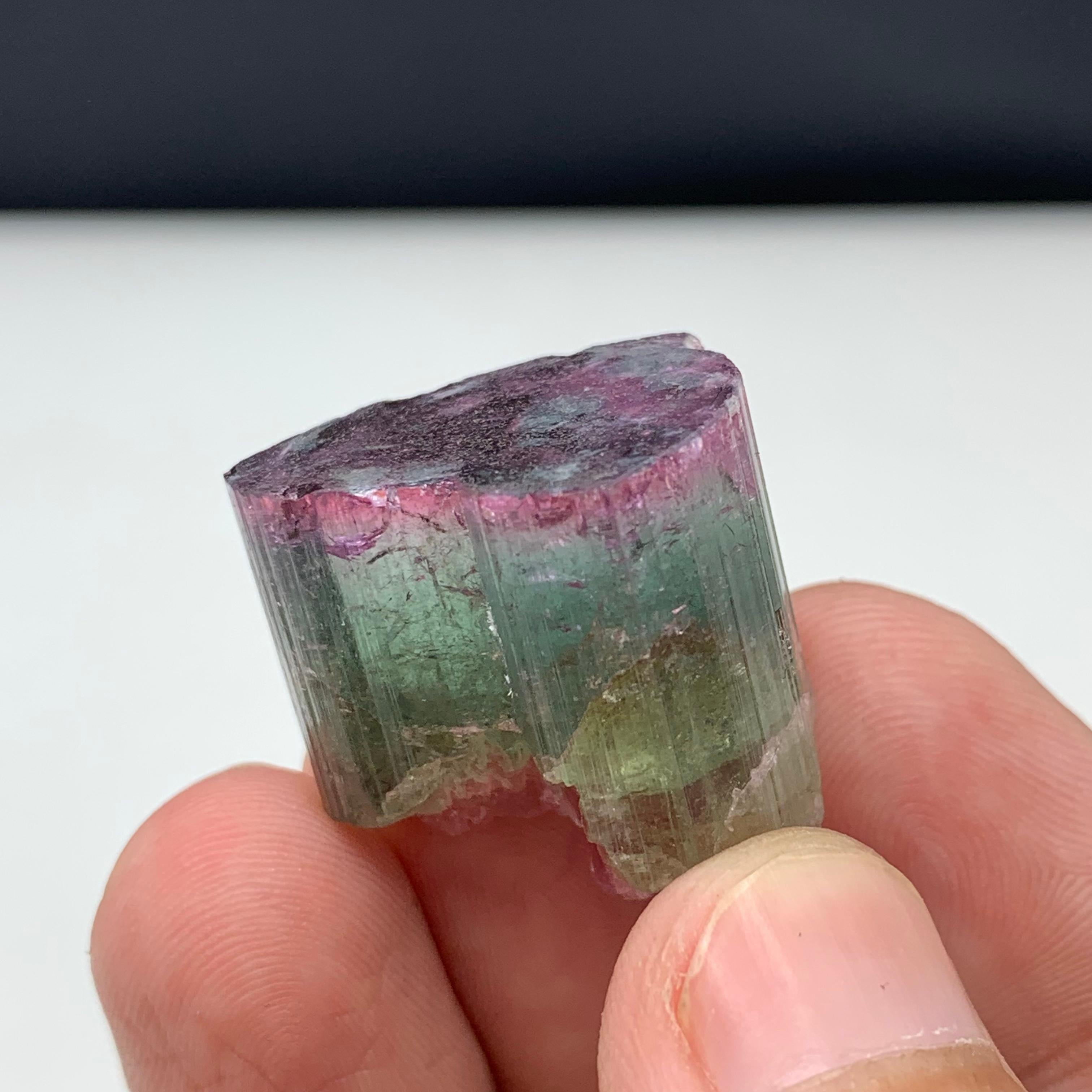 Magnifique cristal de tourmaline tricolore de 90,50 carats d'Afghanistan  en vente 2