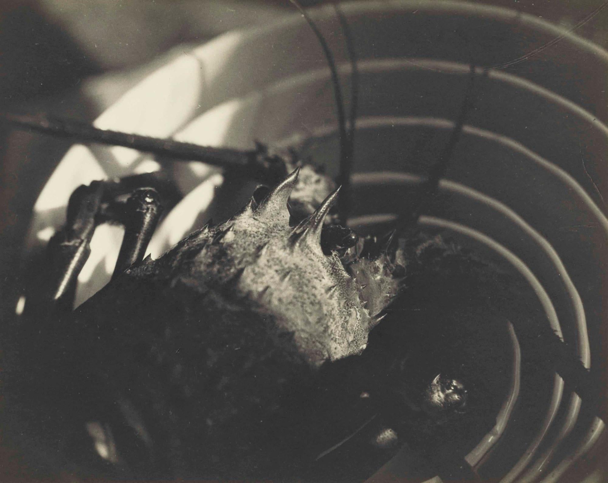 Shigemi Uyeda Black and White Photograph - Untitled (Lobster On A Plate), c. 1925 