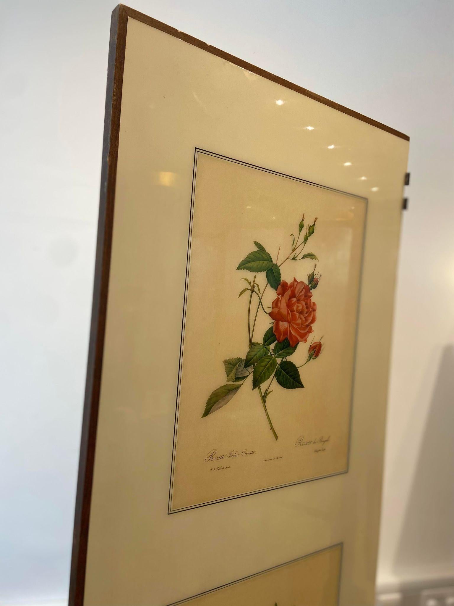 A 1950's folding screen / room divider with Victorian botanical lithographs 5