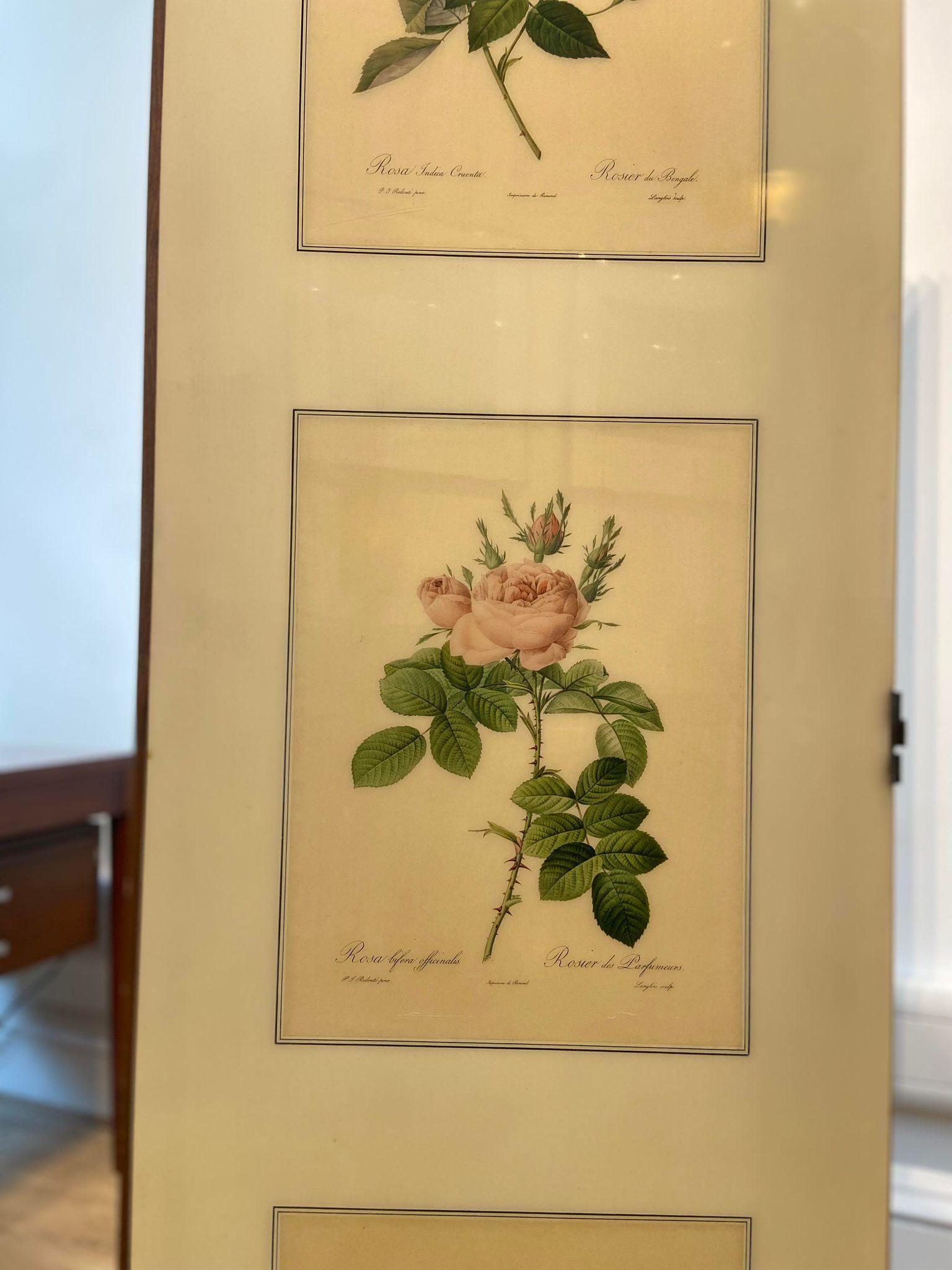 A 1950's folding screen / room divider with Victorian botanical lithographs 6