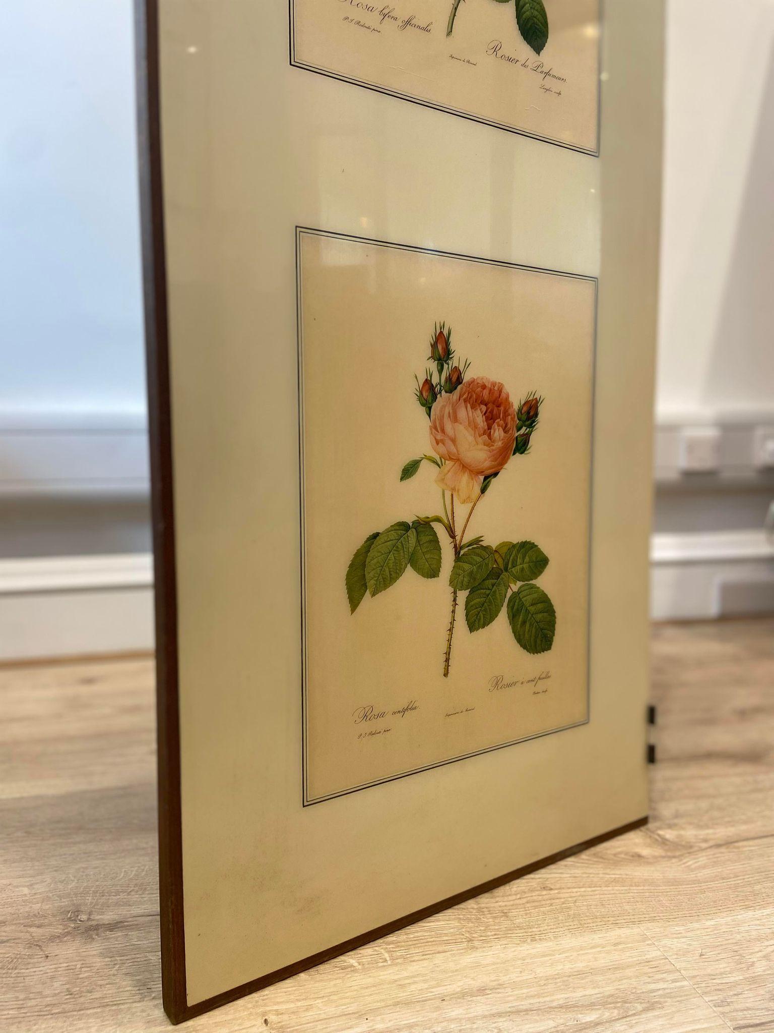 A 1950's folding screen / room divider with Victorian botanical lithographs 7