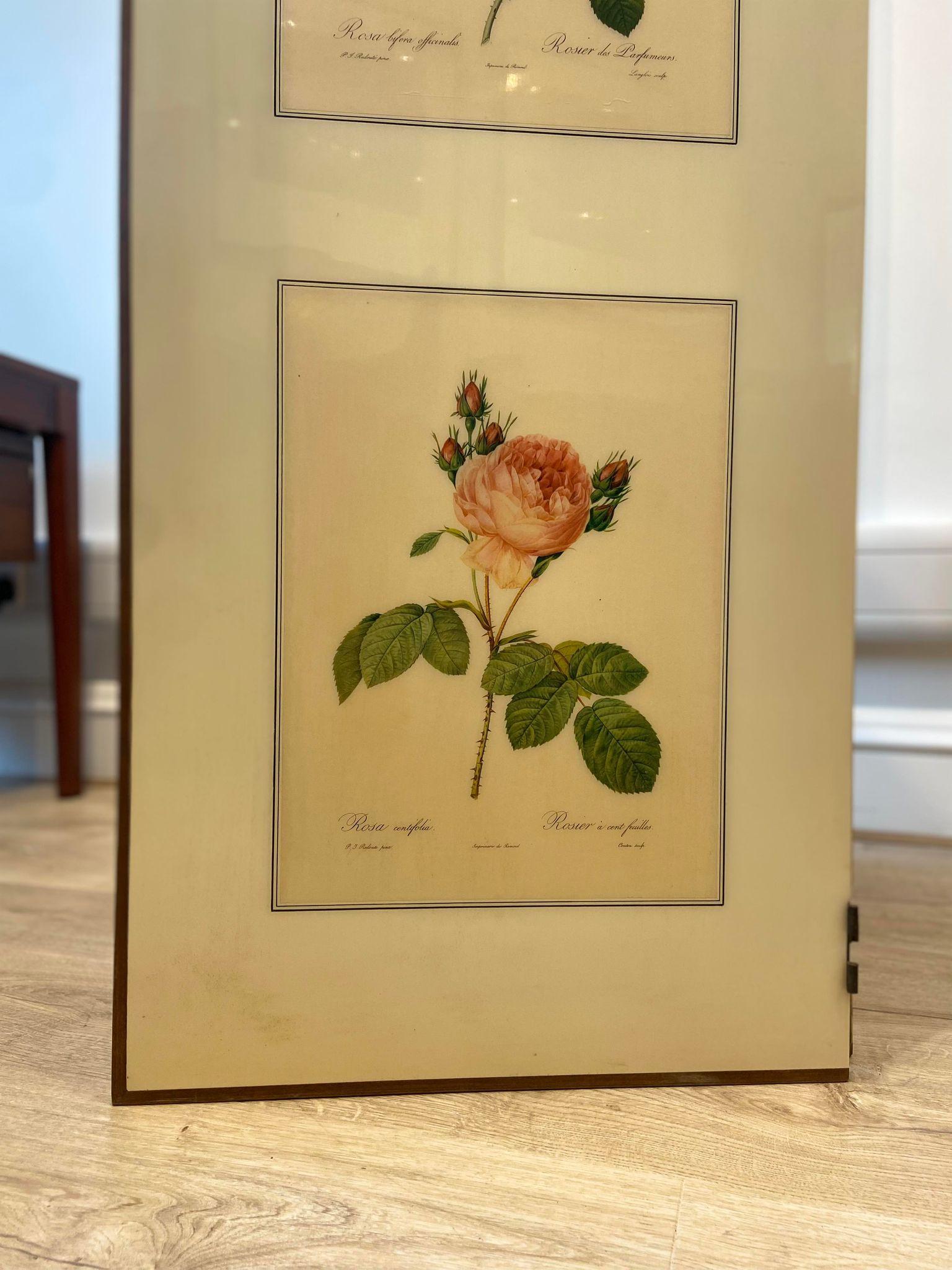 A 1950's folding screen / room divider with Victorian botanical lithographs 8