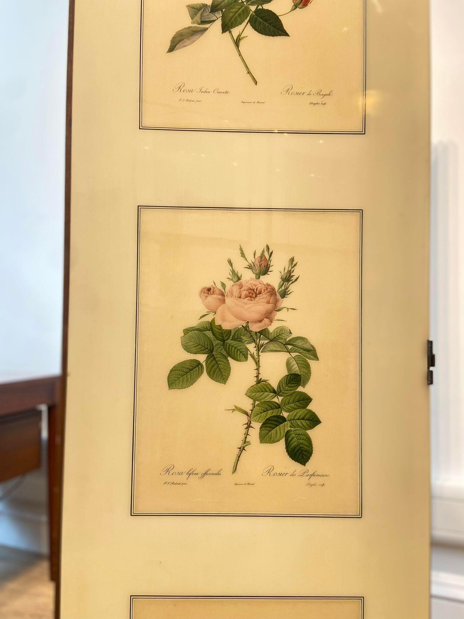 A 1950's folding screen / room divider with Victorian botanical lithographs 9