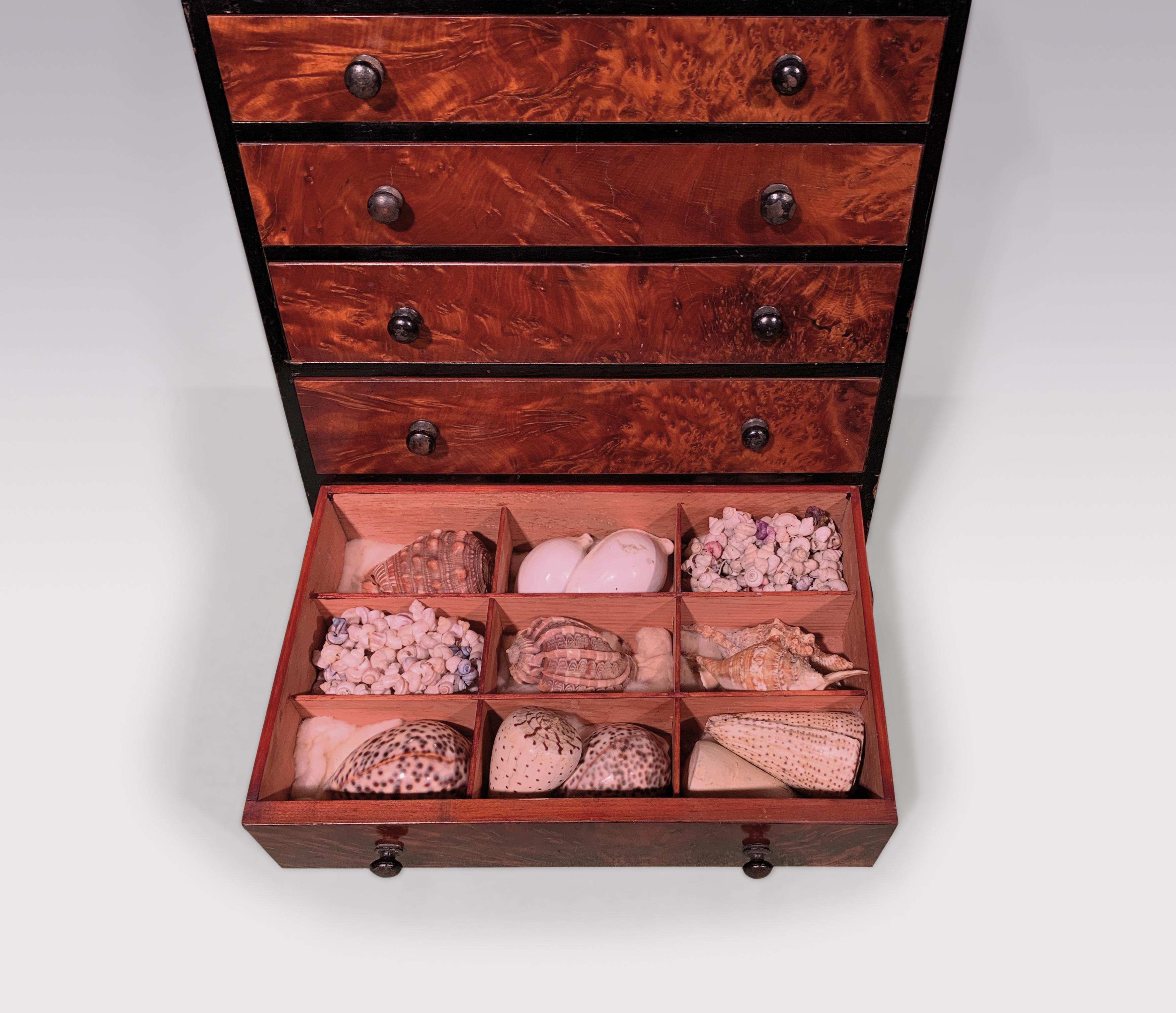 English 19th Century Mahogany Collectors Cabinet