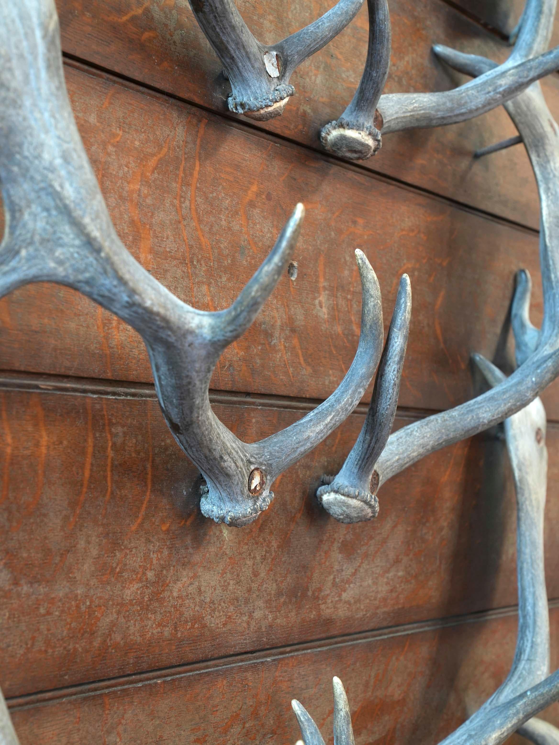 19th Century Stag Antler Fishing Rod Rack In Good Condition In Conwy, GB