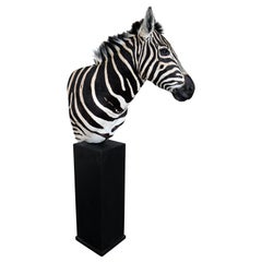 21st Century Taxidermy Burchell's Zebra Shoulder Mount