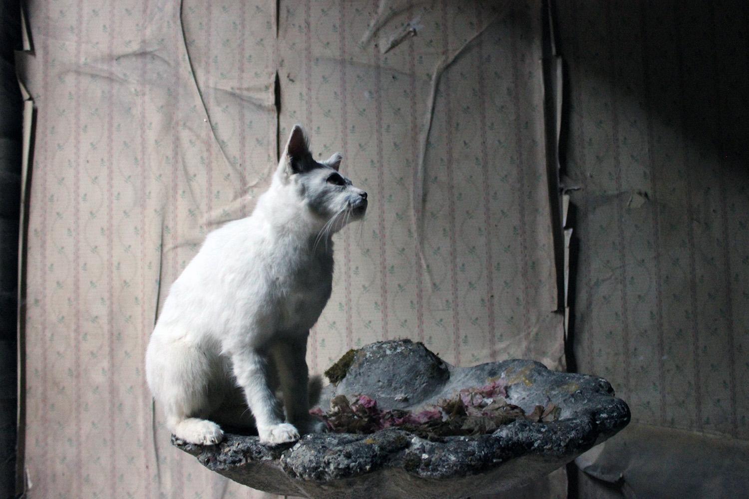 21st Century Taxidermy Domestic Cat 4