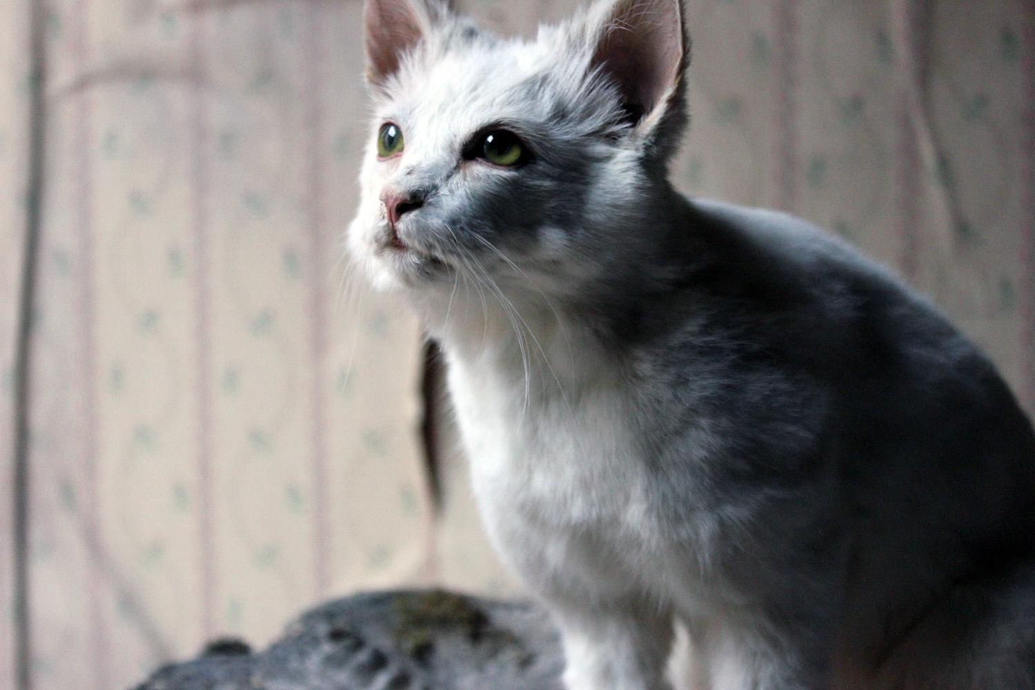 The taxidermy domestic adult kitten or house cat (Felis catus), with green eyes and white coat, wonderfully poised in a freestanding and attentive seated position, the whole surviving from the twenty first century in super overall condition,