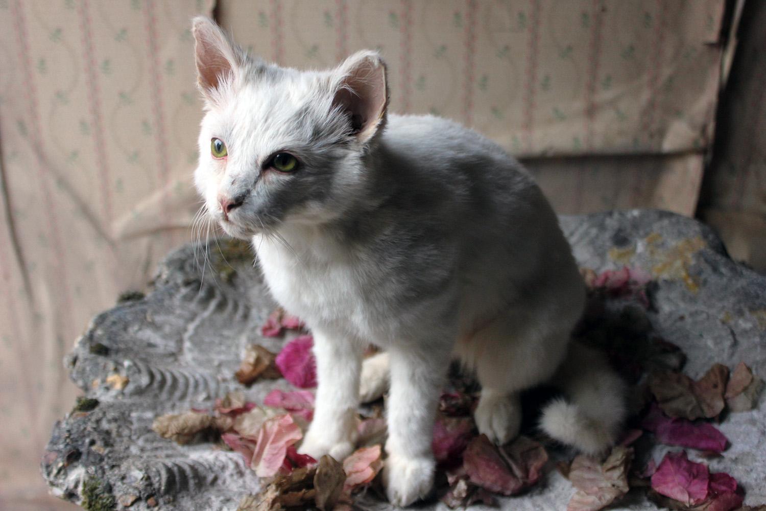 21st Century Taxidermy Domestic Cat In Good Condition In Bedford, Bedfordshire