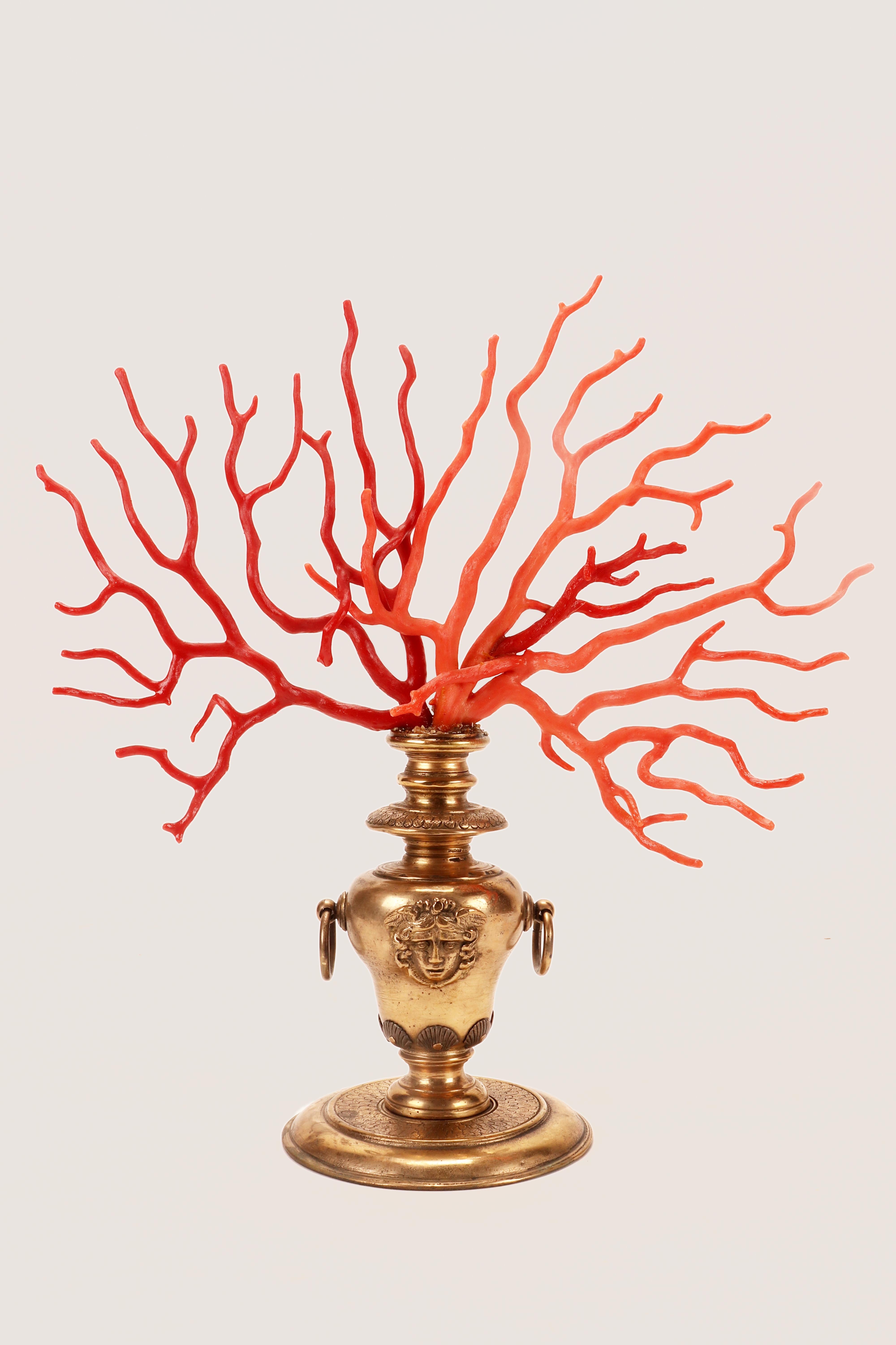Ein großer Ast einer roten Mittelmeerkoralle (Corallium Rubrum) und ein großer Ast einer Sciacca-Koralle, zusammen auf einem vergoldeten Bronzesockel montiert. Für die Herstellung des vasenförmigen Sockels kommen verschiedene Techniken zum Einsatz: