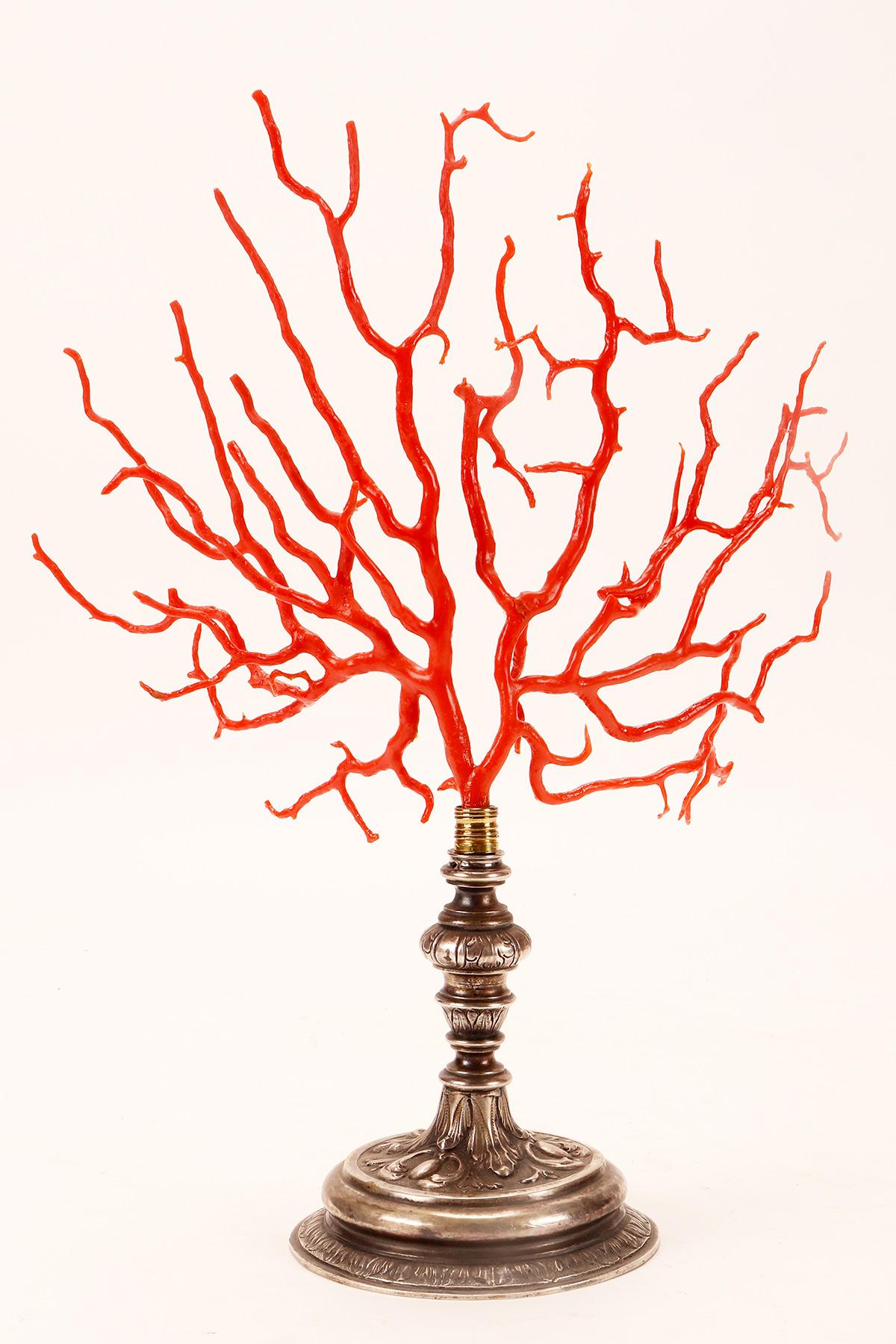 Italian A big red coral branch from Wunderkammer, silver base, Italy 1820.  For Sale