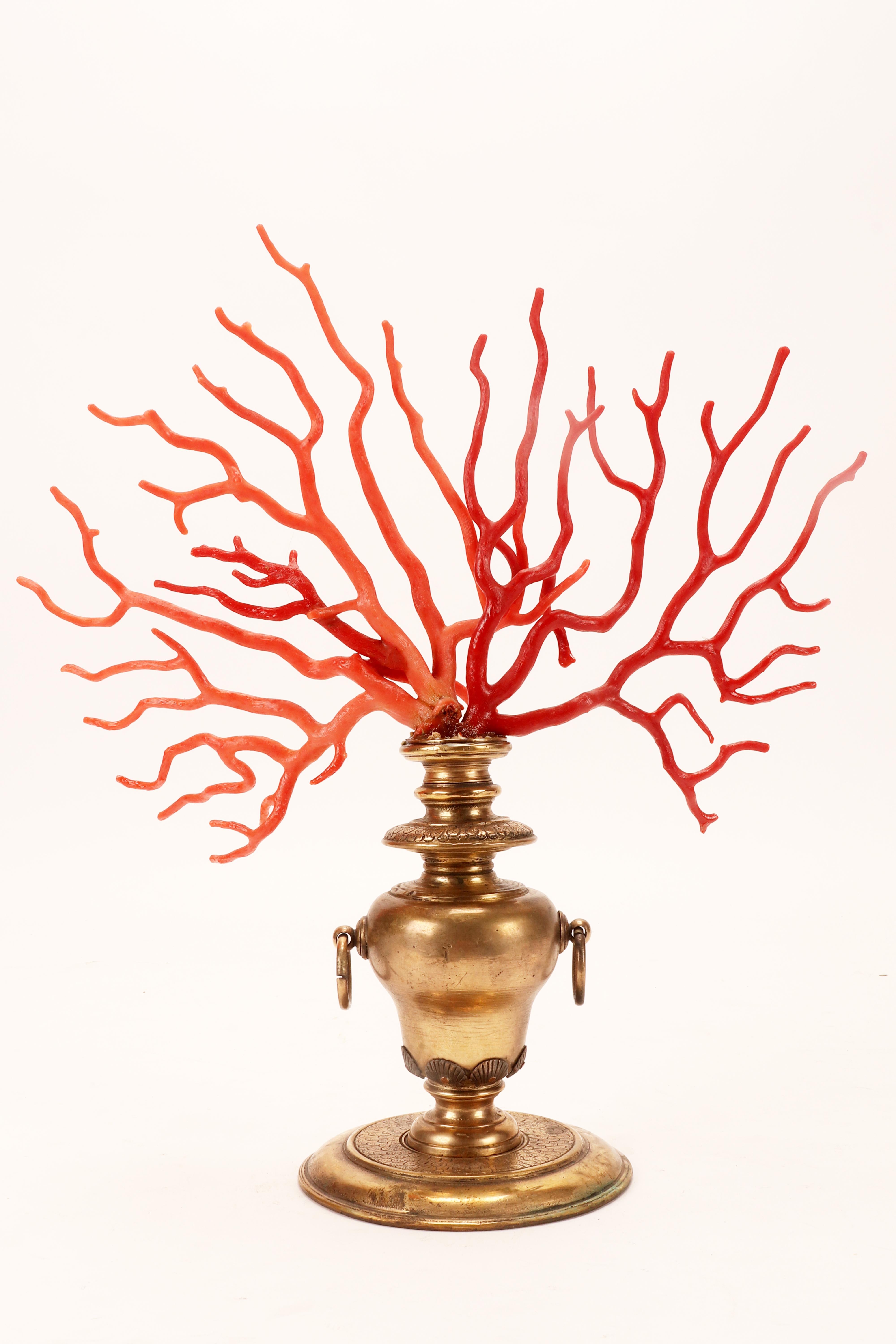 A large branch of Rubrum coral and Sciacca coral from Wunderkammer, Italy 1820.  In Good Condition For Sale In Milan, IT