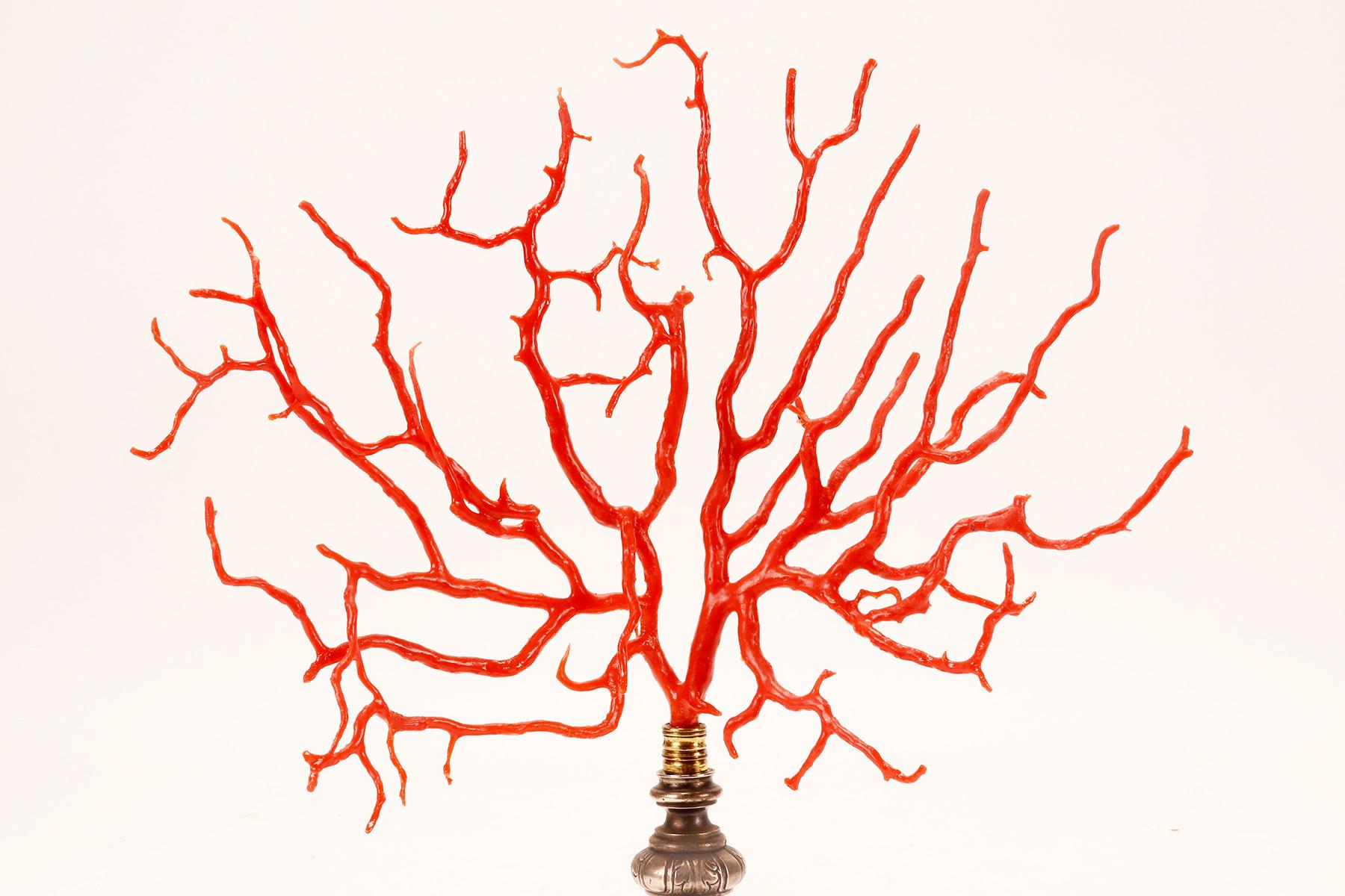 Argent Une grande branche de corail rouge de Wunderkammer, base en argent, Italie 1820.  en vente