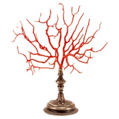 Antique A big red coral branch from Wunderkammer, silver base, Italy 1820. 